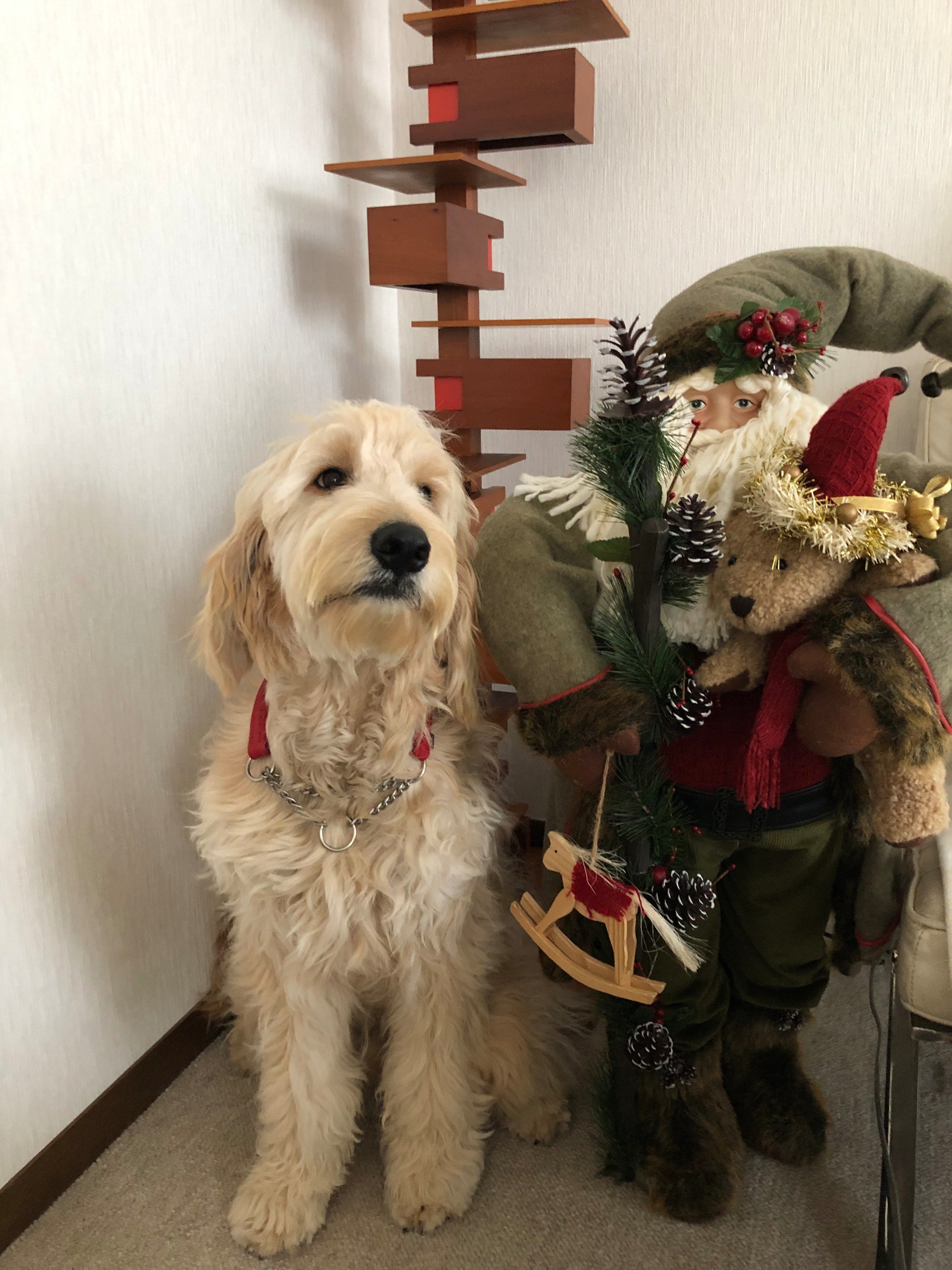 ふりっぱーWebの紹介ペットちゃん  メリークリスマス 名前は、Luke(ルーク)  自慢のペット写真募集中です  fripper.jp/f... [ふりっぱーweb ペット写真【Twitter】]