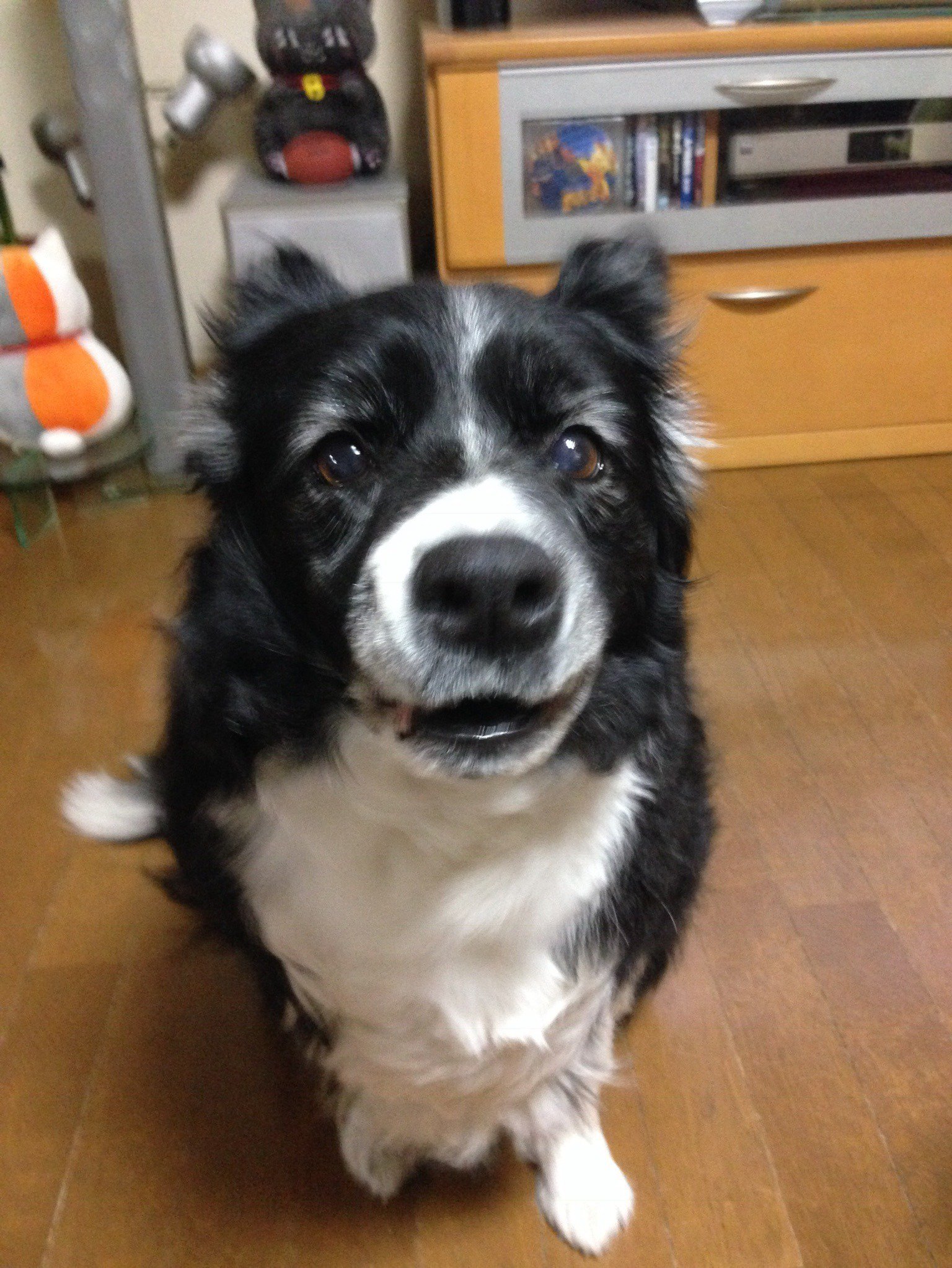 ふりっぱーWebの紹介ペットちゃん  とっても、お利口な良い子です 大好きだよ 名前は、シェリー  自慢のペット写真募集中です  fripp... [ふりっぱーweb ペット写真【Twitter】]