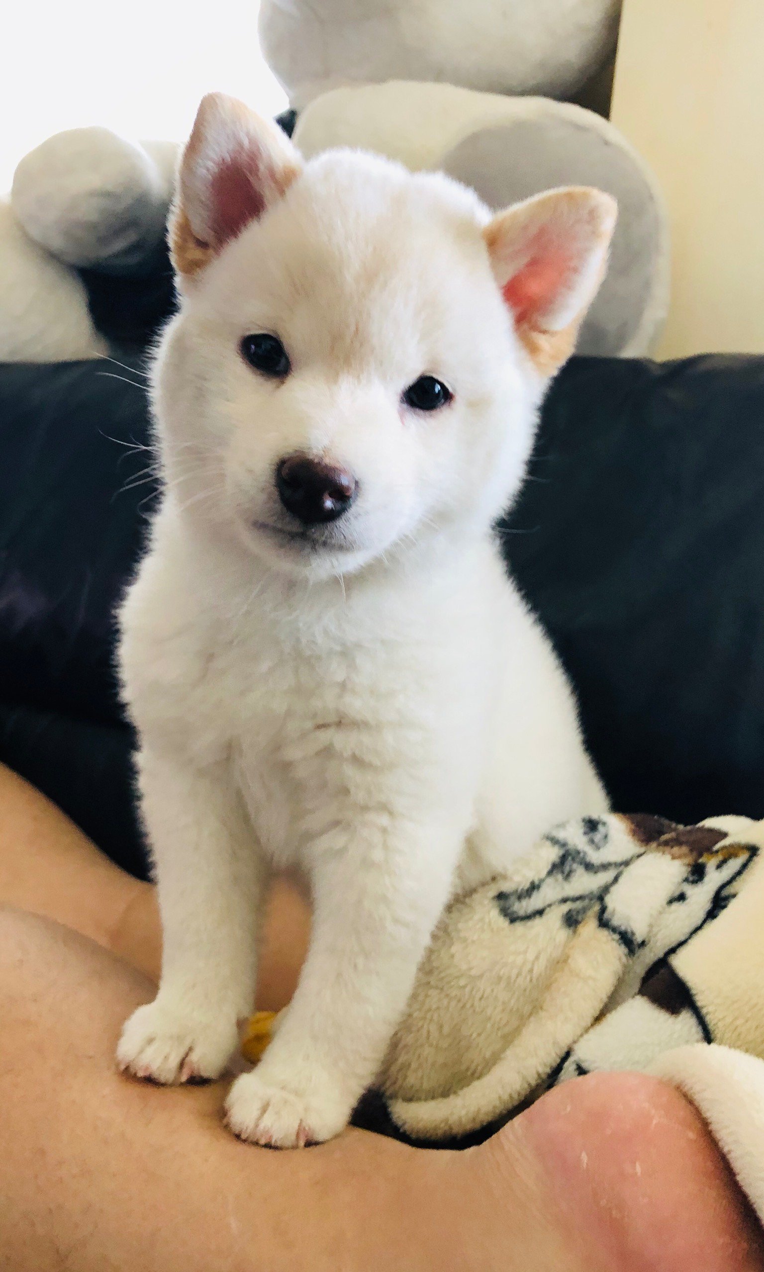 ふりっぱーWebの紹介ペットちゃん  最近、実家に増えた家族です！柴犬の女の子♡まだまだヤンチャな子犬です。 名前は、幸姫(ゆきひめ)  自... [ふりっぱーweb ペット写真【Twitter】]