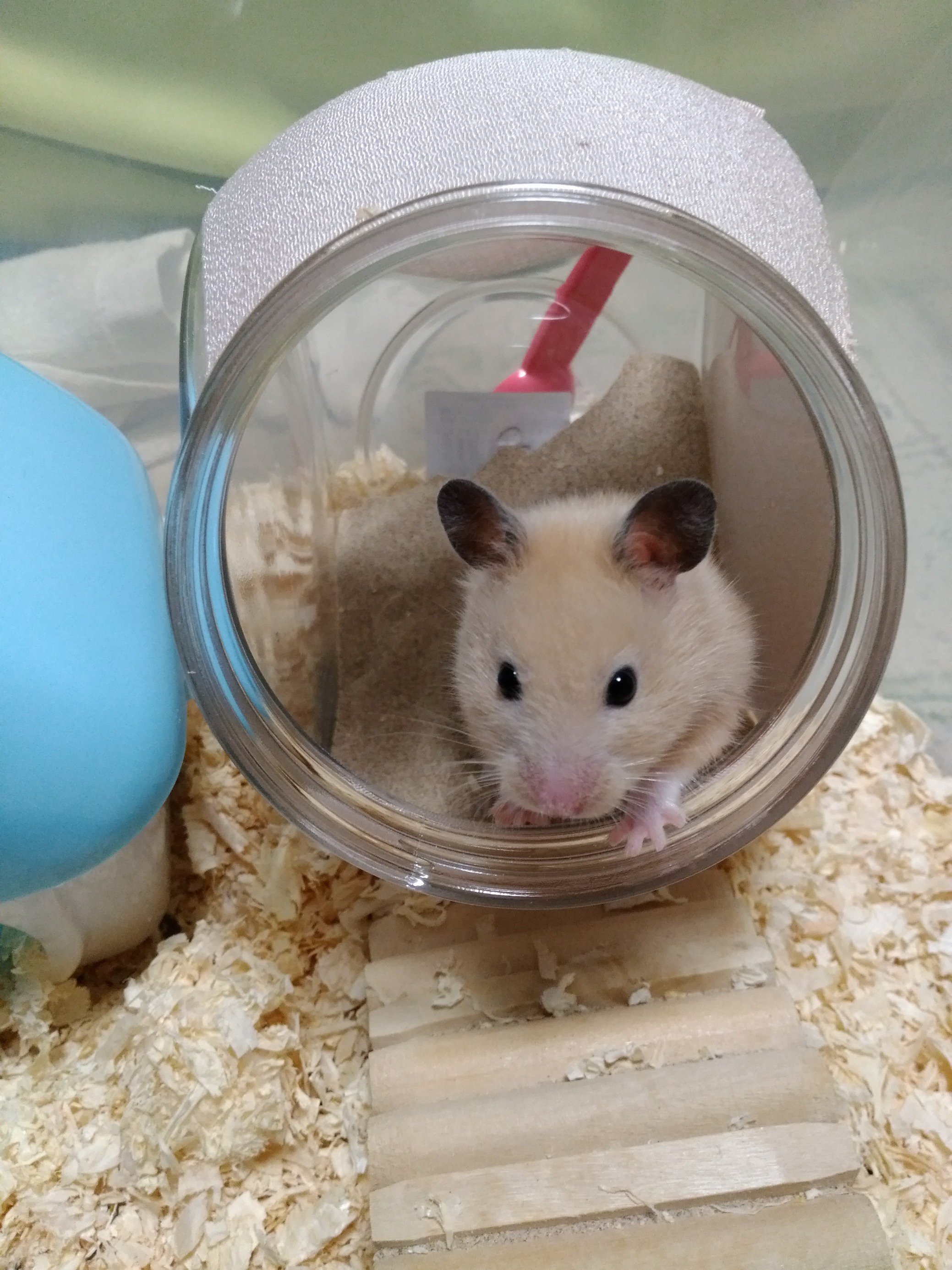ふりっぱーWebの紹介ペットちゃん  脱走犯(笑）でも我が家の癒し～☆ 名前は、きん  自慢のペット写真募集中です  fripper.jp/... [ふりっぱーweb ペット写真【Twitter】]