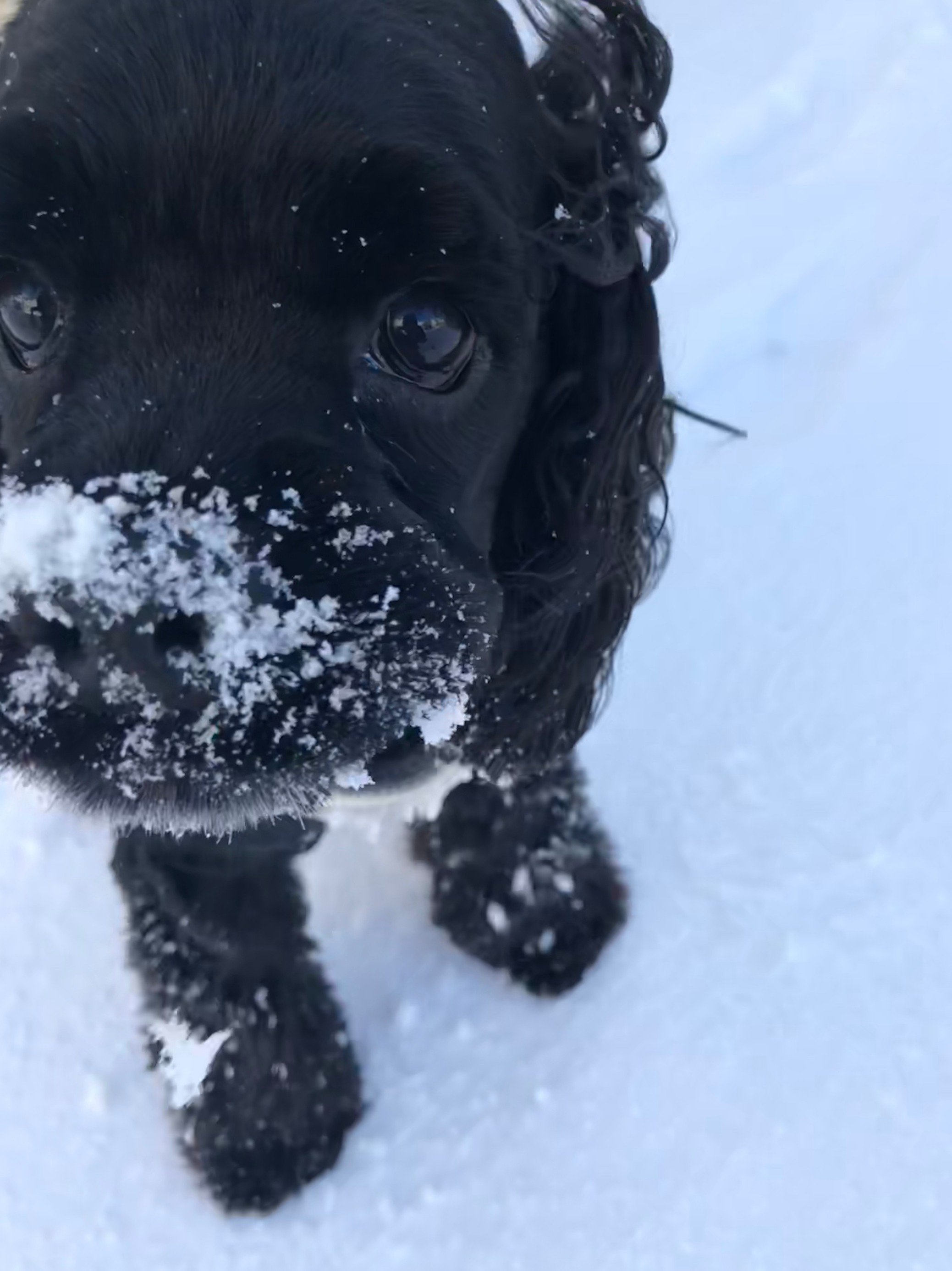 ふりっぱーWebの紹介ペットちゃん  雪おいし～！︎はじめての雪あそび♪ 名前は、カールくん  自慢のペット写真募集中です  fripper... [ふりっぱーweb ペット写真【Twitter】]