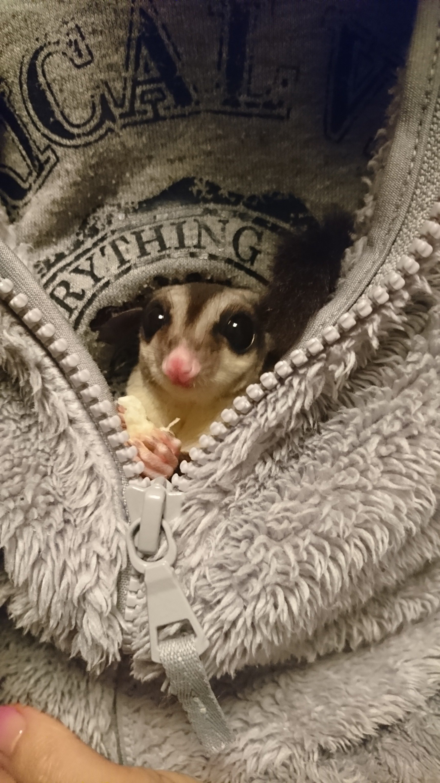 ふりっぱーWebの紹介ペットちゃん  フクロモモンガのあくびチャンの里親に♪ 名前は、あくび  自慢のペット写真募集中です  fripper... [ふりっぱーweb ペット写真【Twitter】]