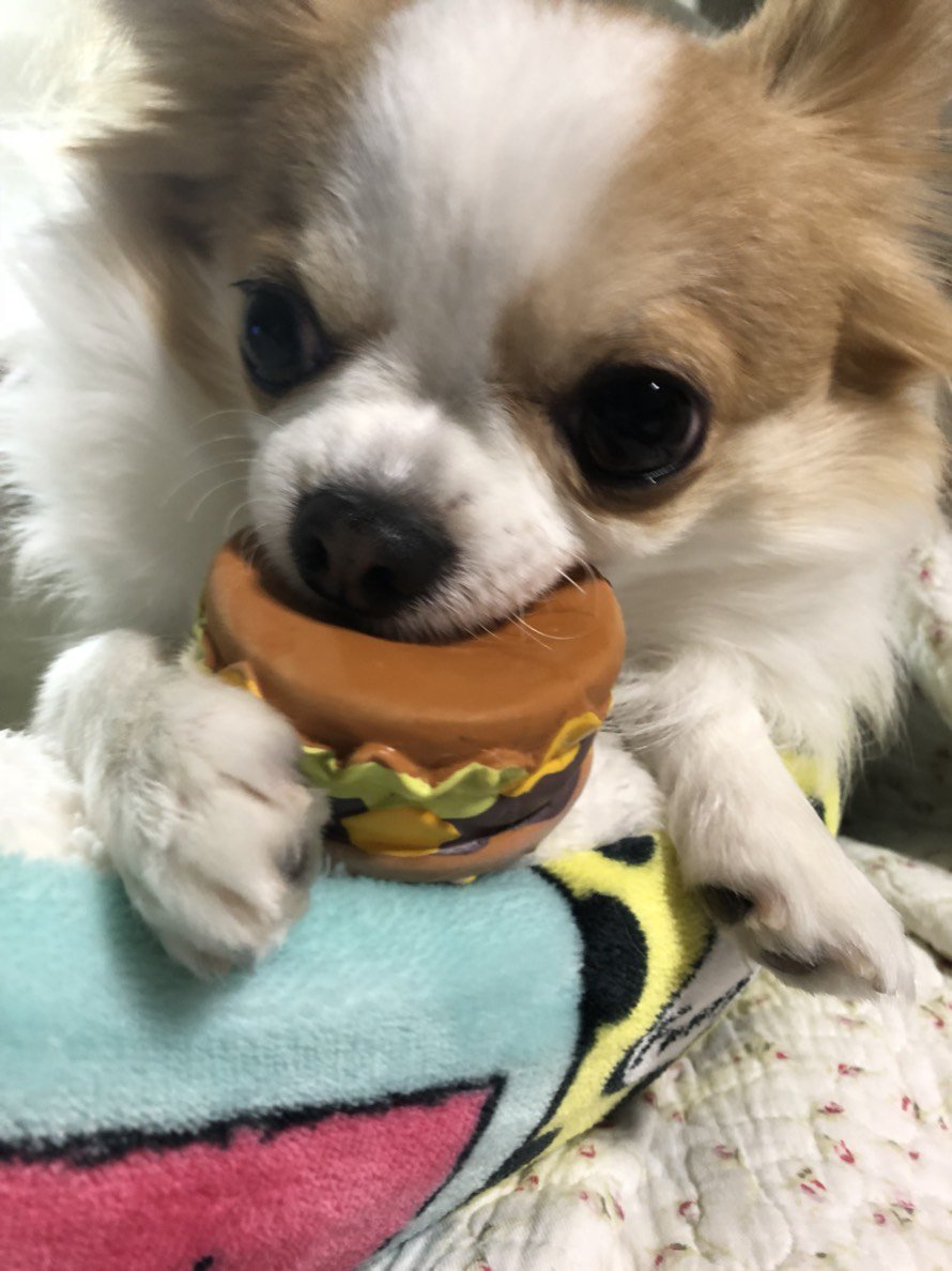 ふりっぱーWebの紹介ペットちゃん  ハンバーガー大好き！ 名前は、まる  自慢のペット写真募集中です  fripper.jp/frippe... [ふりっぱーweb ペット写真【Twitter】]