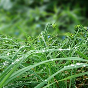 生い茂る芝草に光る露、夏着物に使われることも多い「露芝文様」。札幌郊外の散策路で玉のような露をたたえた茂みと出会いました。  #夏の名残  ... [小林豊子きもの学院【Twitter】]