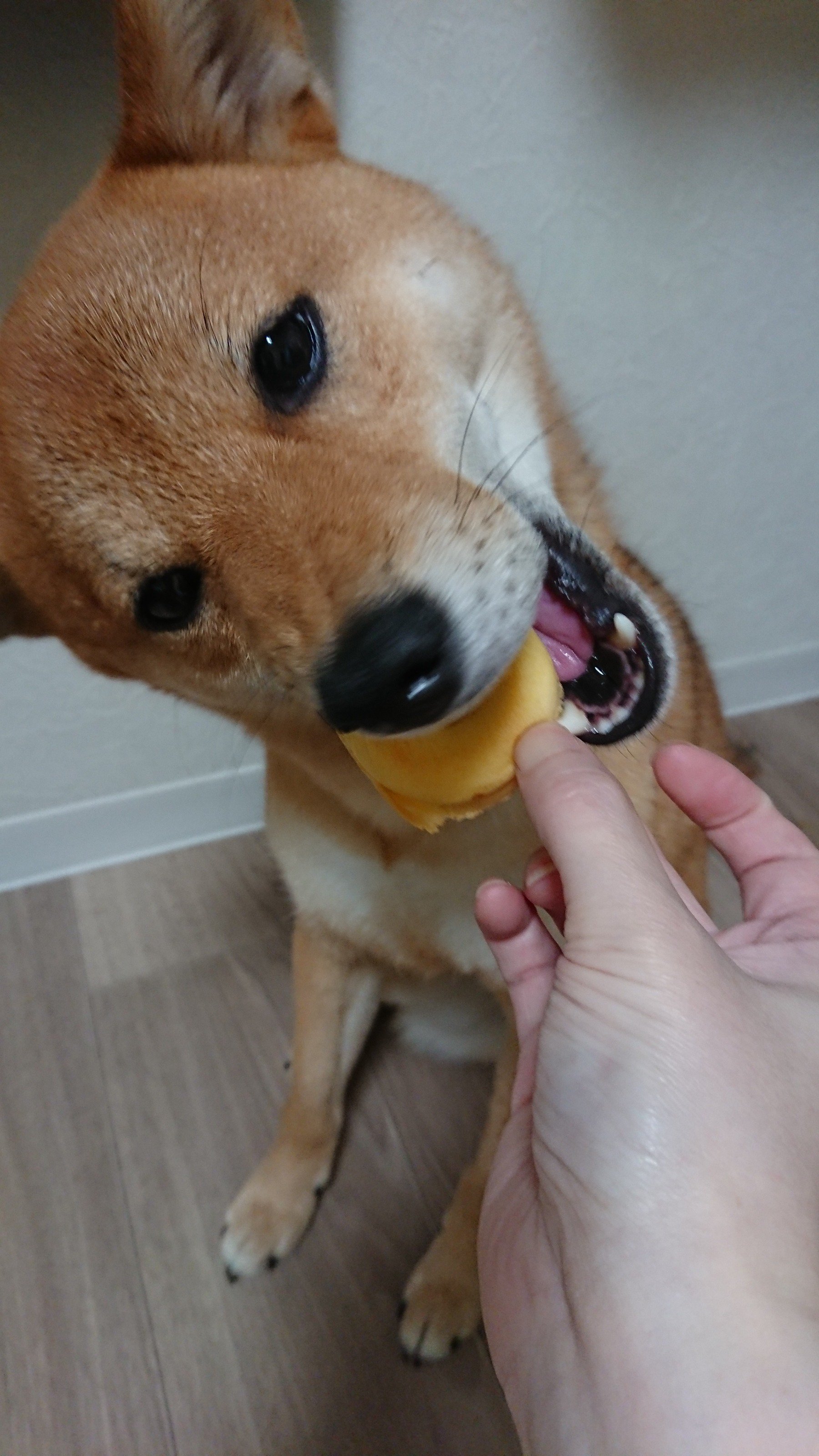 ふりっぱーWebの紹介ペットちゃん  うっ ウマイ もう一個 名前は、凛  りん  自慢のペット写真募集中です  fripper.jp/fr... [ふりっぱーweb ペット写真【Twitter】]