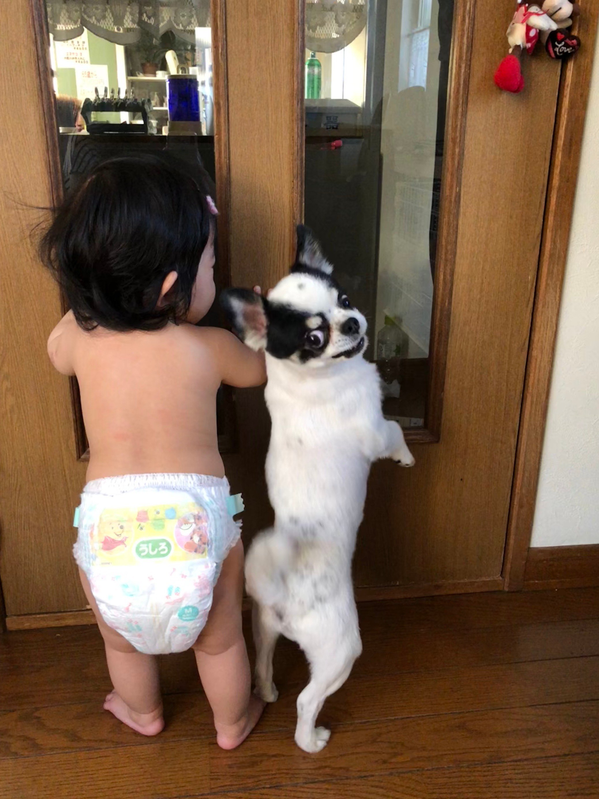 ふりっぱーWebの紹介ペットちゃん  背比べ！そのうち赤ちゃんに抜かされちゃう～ 名前は、てんちゃん  自慢のペット写真募集中です   fr... [ふりっぱーweb ペット写真【Twitter】]