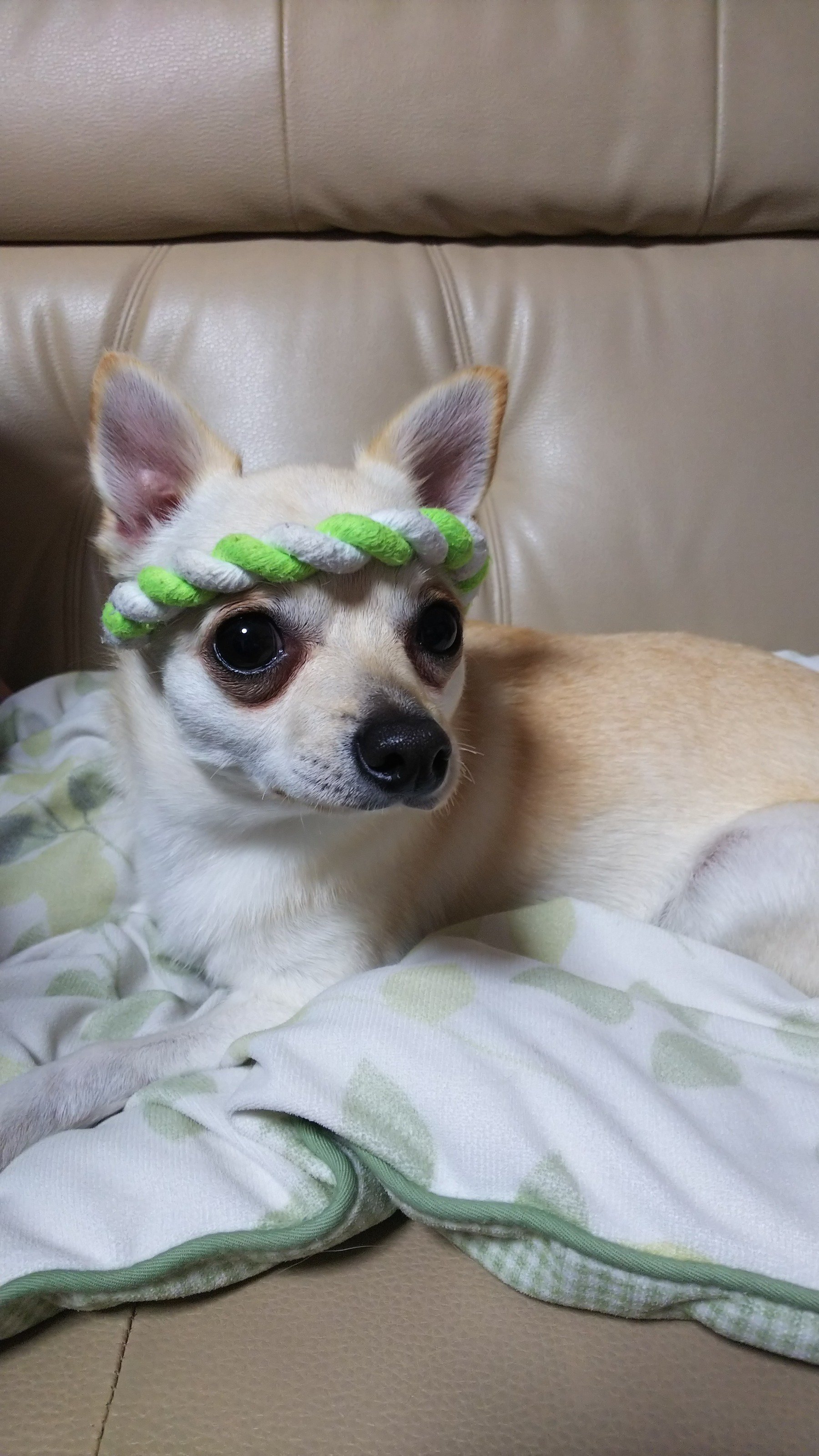 ふりっぱーWebの紹介ペットちゃん  ２代目ワンコやんちゃ犬です☆ 名前は、かいと  自慢のペット写真募集中です  fripper.jp/f... [ふりっぱーweb ペット写真【Twitter】]
