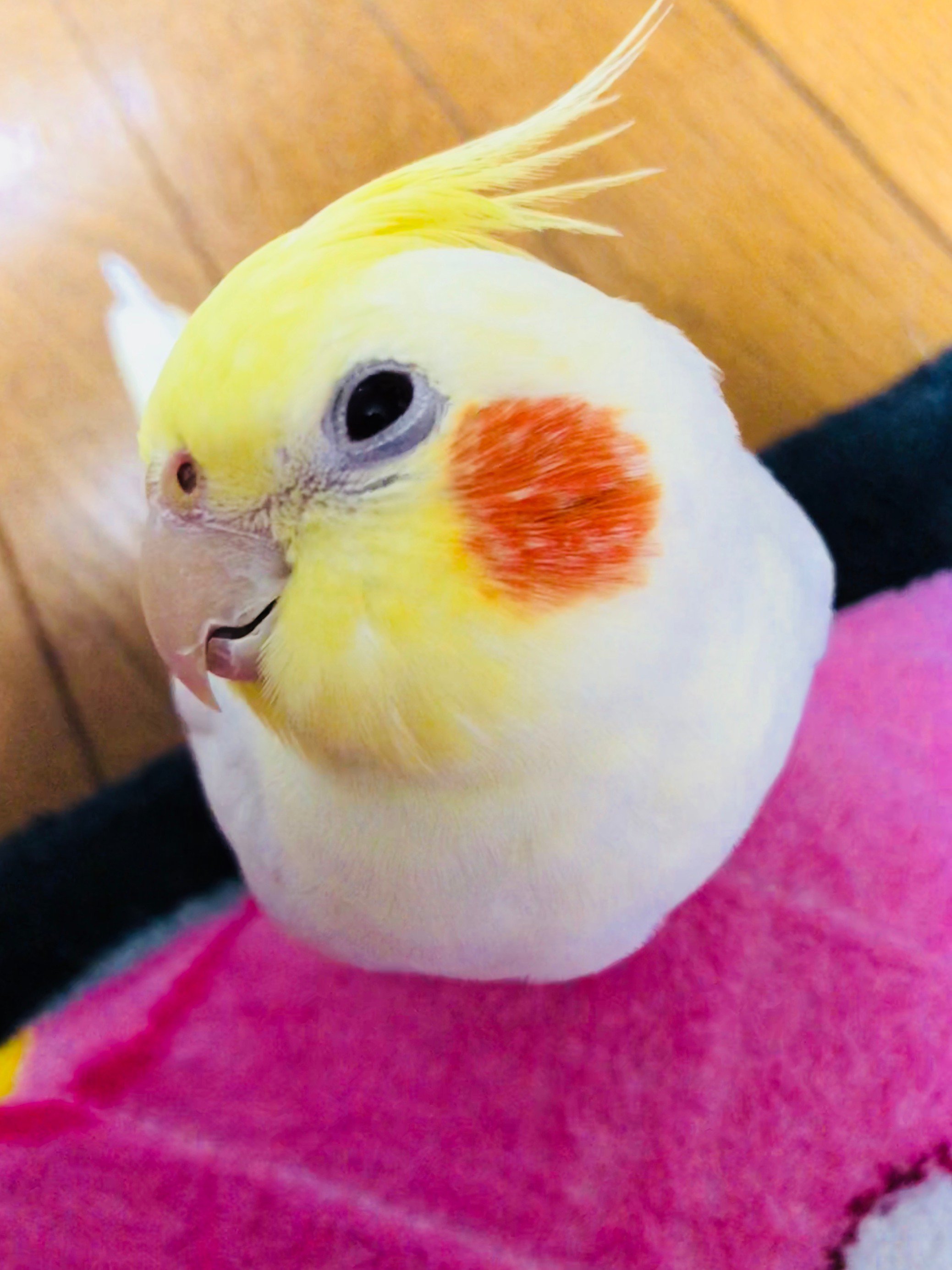 ふりっぱーWebの紹介ペットちゃん  となりのトトロ歌えるよ♫ 名前は、あんず  自慢のペット写真募集中です   fripper.jp/fr... [ふりっぱーweb ペット写真【Twitter】]