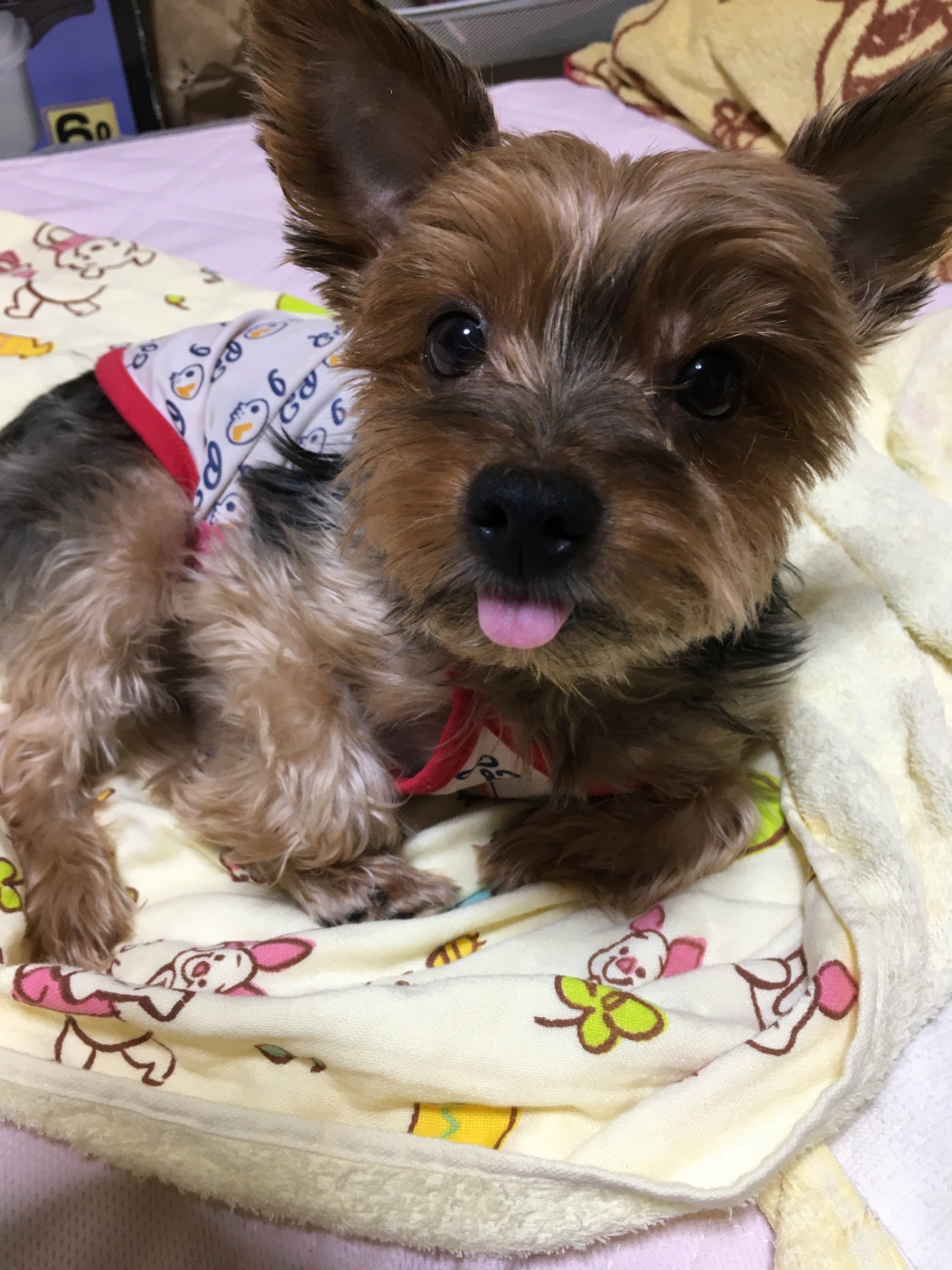 ふりっぱーWebの紹介ペットちゃん  甘えん坊のマミ！いつも癒される(^-^) 名前は、マミ  自慢のペット写真募集中です  fripper... [ふりっぱーweb ペット写真【Twitter】]