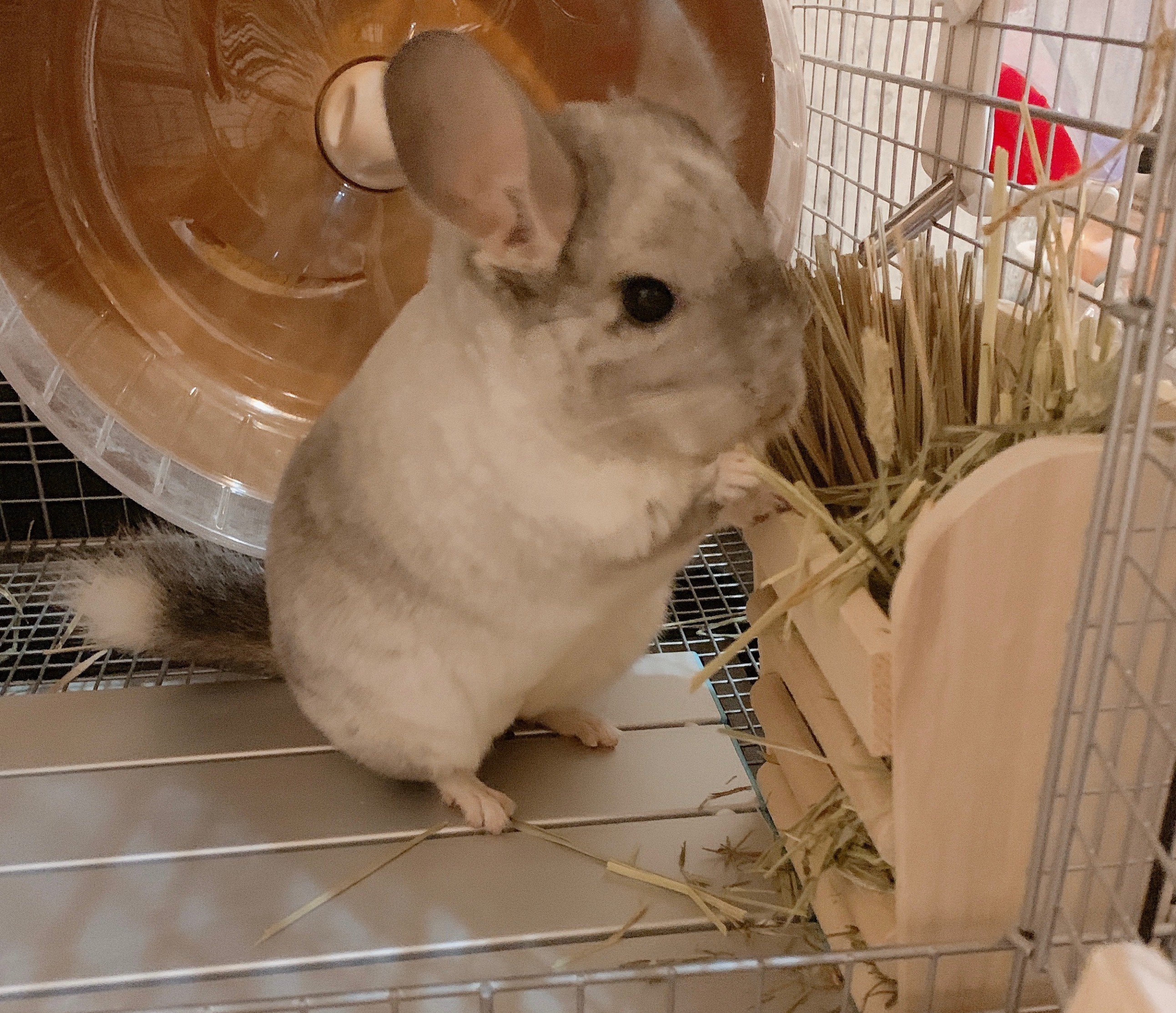 ふりっぱーWebの紹介ペットちゃん  生後5ヶ月のチンチラです！ふわもこ♡ 名前は、ころ丸  自慢のペット写真募集中です  fripper.... [ふりっぱーweb ペット写真【Twitter】]