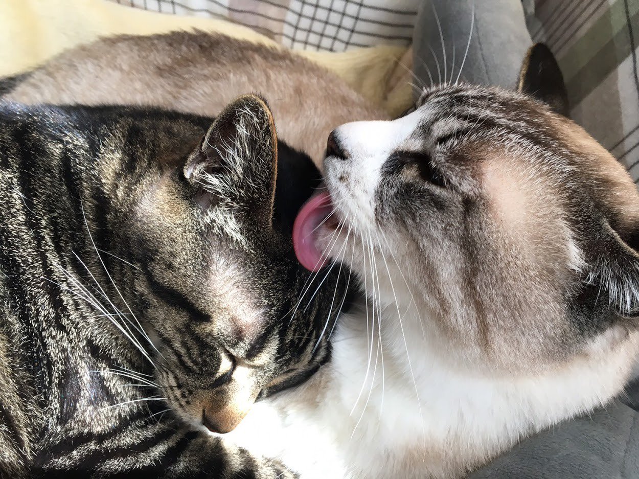 ふりっぱーWebの紹介ペットちゃん  実家の家族が2匹増えましたいつも仲良し 名前は、らんちゃん＆みーちゃん  自慢のペット写真募集中です ... [ふりっぱーweb ペット写真【Twitter】]