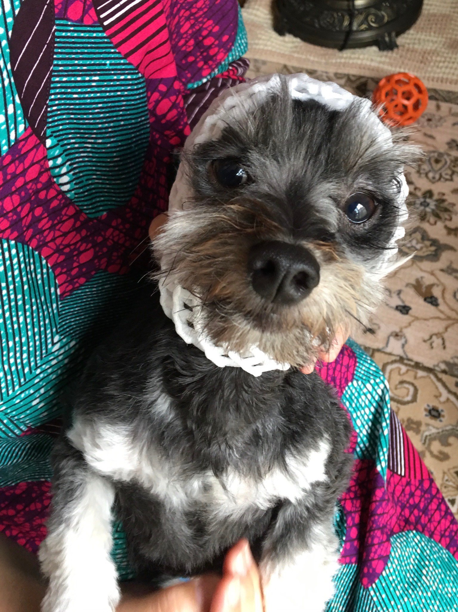 ふりっぱーWebの紹介ペットちゃん  果物ネットが似合うでしょう 名前は、サビ  自慢のペット写真募集中です  fripper.jp/fri... [ふりっぱーweb ペット写真【Twitter】]