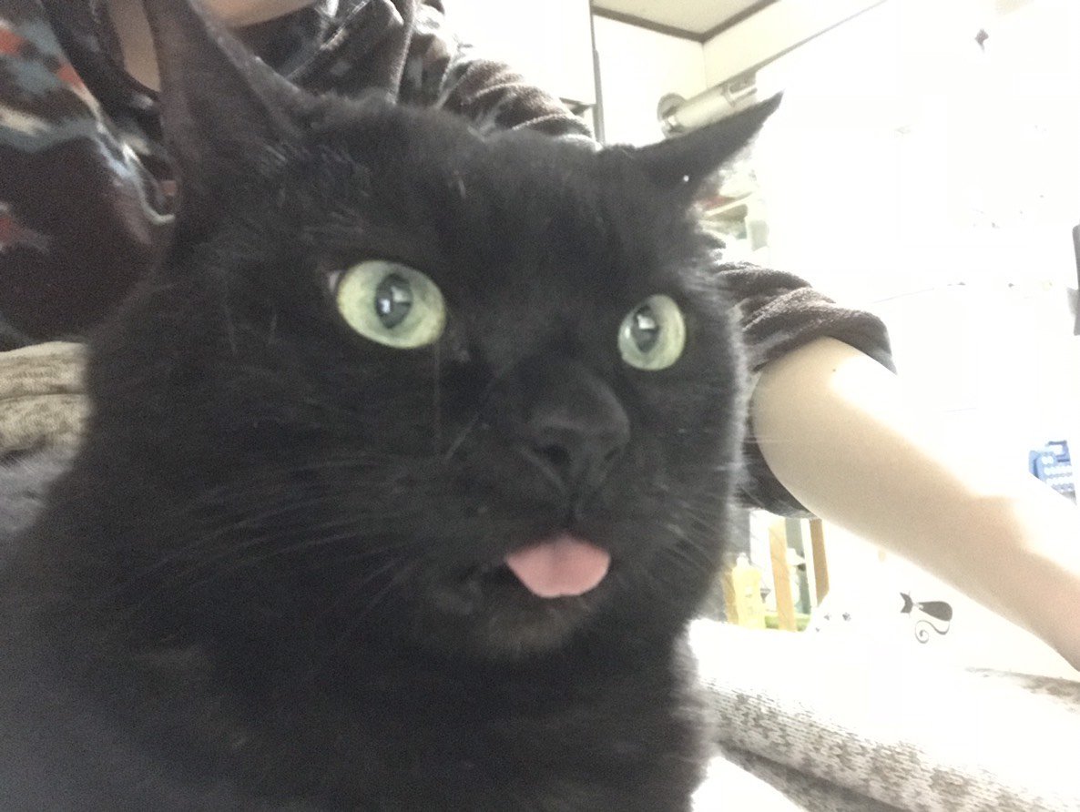 ふりっぱーWebの紹介ペットちゃん  舌がながーい 名前は、そら  自慢のペット写真募集中です  fripper.jp/fripper/co... [ふりっぱーweb ペット写真【Twitter】]