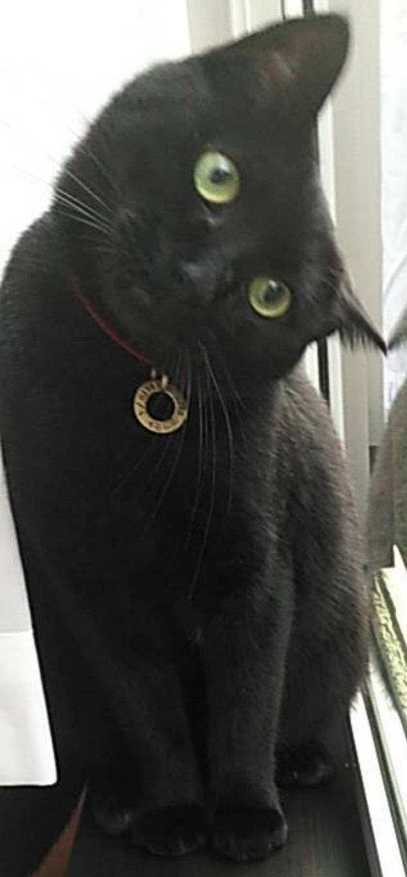 ふりっぱーWebの紹介ペットちゃん  獣医さんにもゴロゴロスリスリ、人懐っこい元お外猫です☆ 名前は、叶夢くん  自慢のペット写真募集中です... [ふりっぱーweb ペット写真【Twitter】]