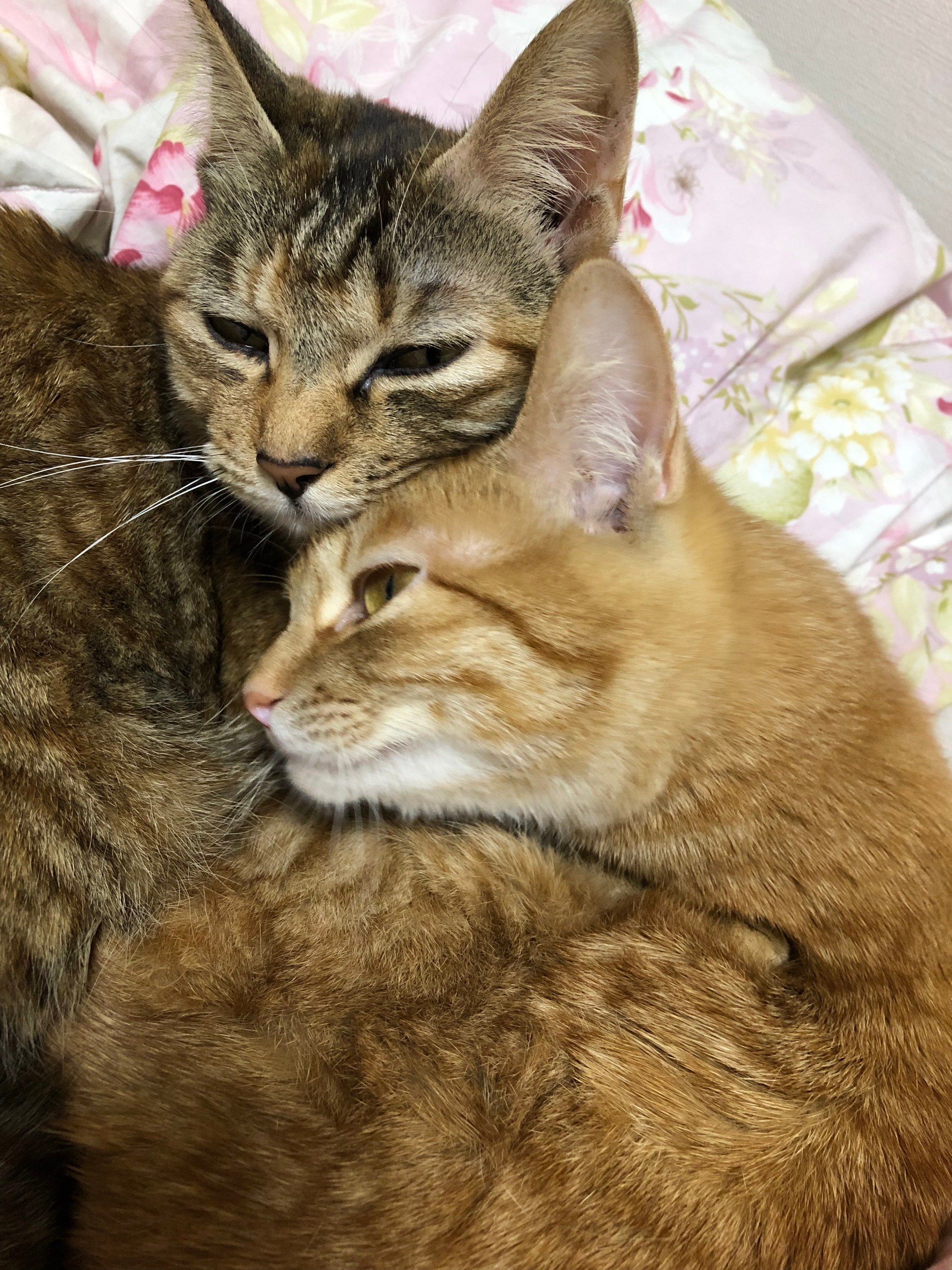 ふりっぱーWebの紹介ペットちゃん  我が家のお姫様たち 名前は、もか＆みぅ  自慢のペット写真募集中です  fripper.jp/frip... [ふりっぱーweb ペット写真【Twitter】]