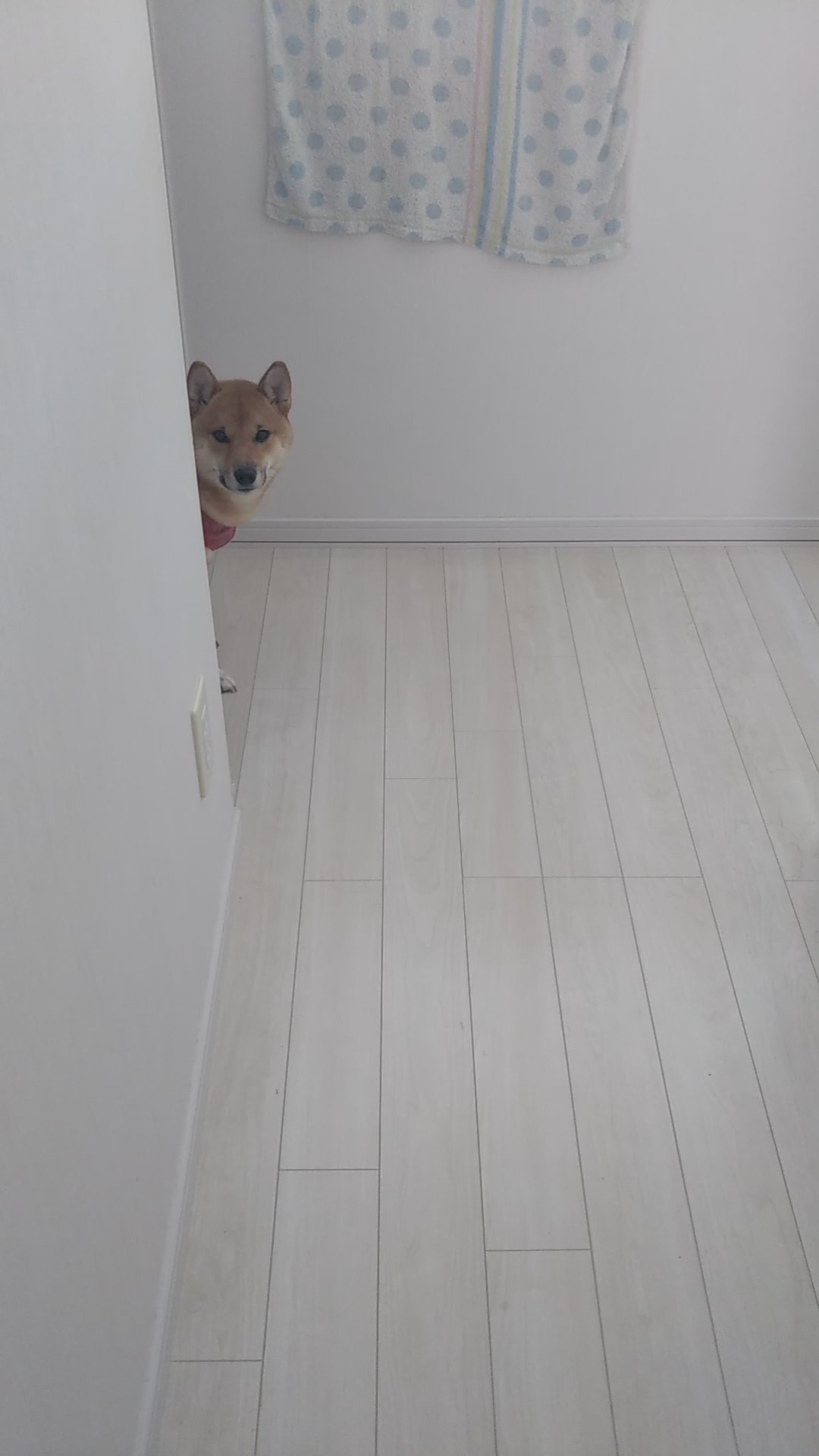 ふりっぱーWebの紹介ペットちゃん  階段を登ったら、、、居ました（笑） 名前は、ネネ  自慢のペット写真募集中です  fripper.jp... [ふりっぱーweb ペット写真【Twitter】]