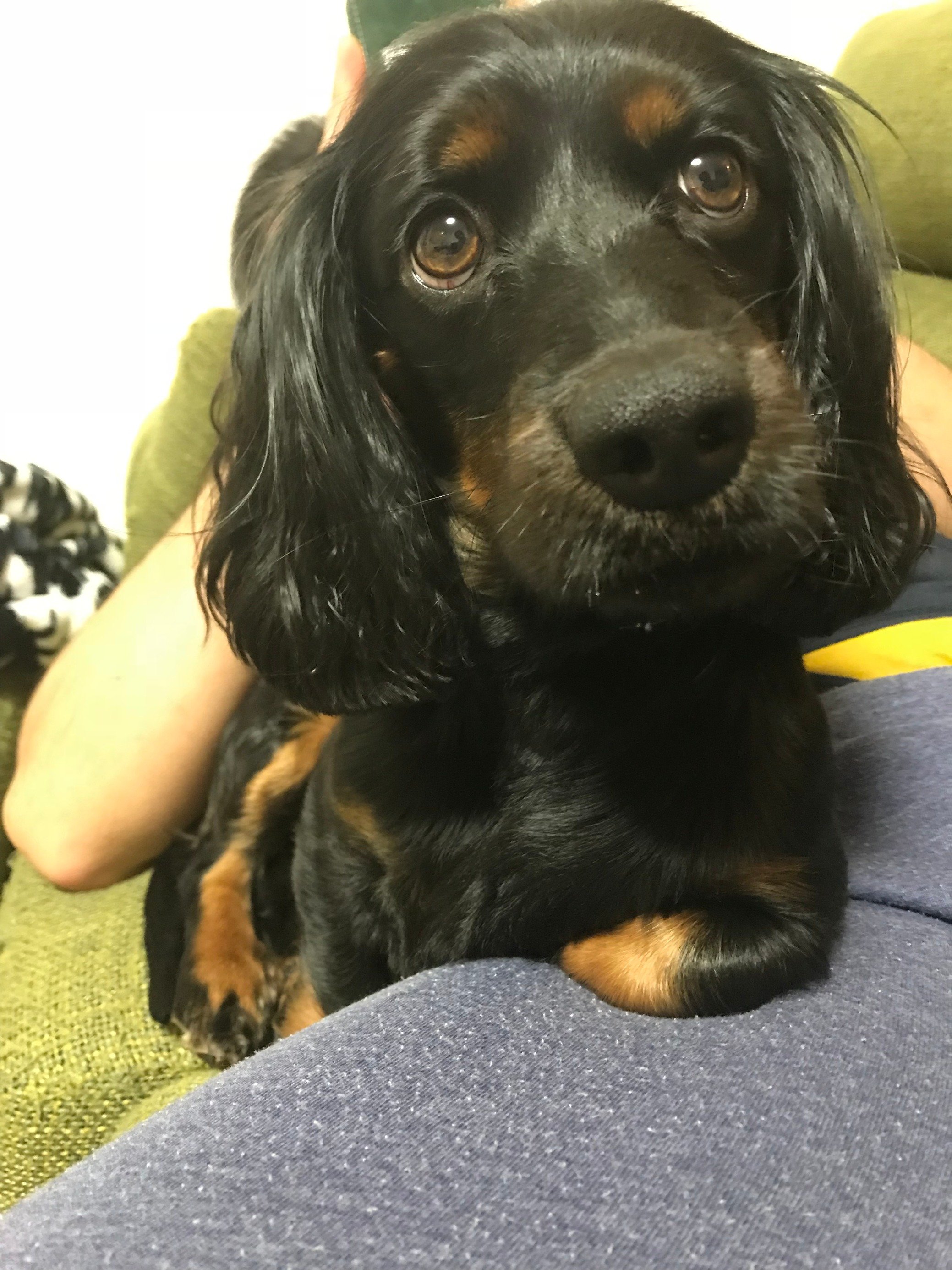ふりっぱーWebの紹介ペットちゃん  甘えん坊な愛犬 名前は、コタロウ  自慢のペット写真募集中です  fripper.jp/fripper... [ふりっぱーweb ペット写真【Twitter】]
