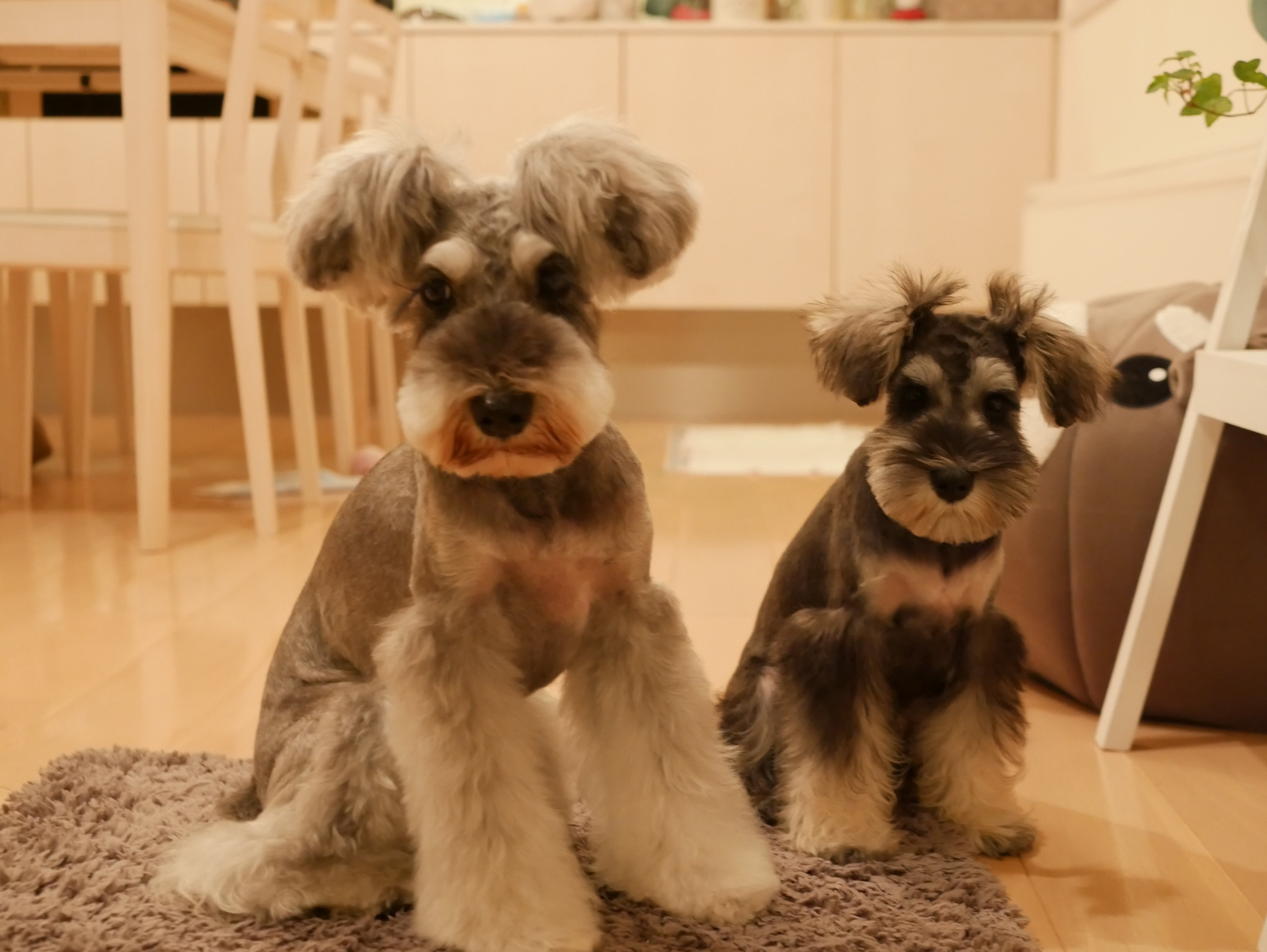ふりっぱーWebの紹介ペットちゃん   #かわゆすぎる姉妹 名前は、collonとfran  自慢のペット写真募集中です  fripper.... [ふりっぱーweb ペット写真【Twitter】]