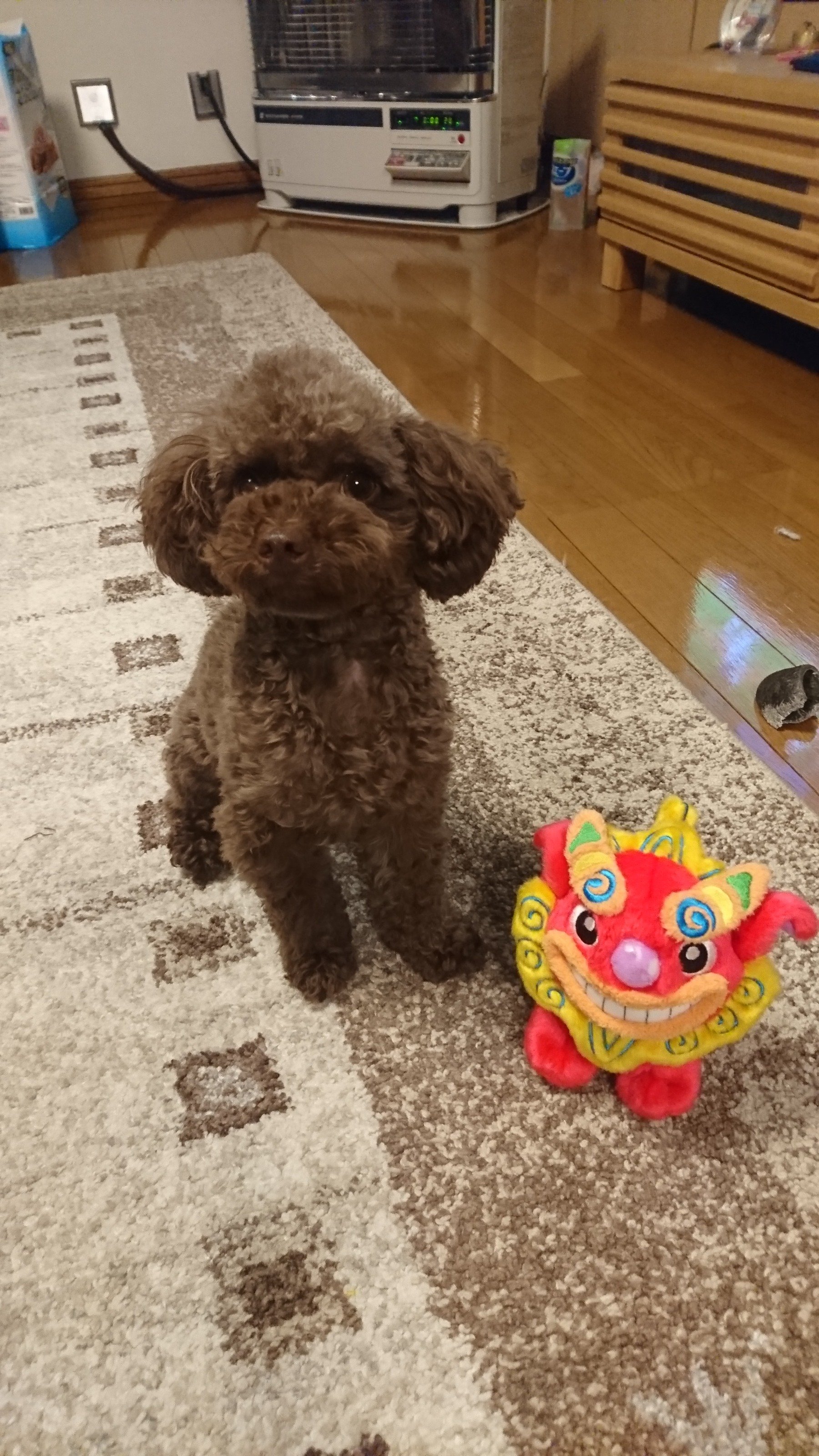 ふりっぱーWebの紹介ペットちゃん  甘えん坊で食いしん坊です！ 名前は、モモコ  自慢のペット写真募集中です  fripper.jp/fr... [ふりっぱーweb ペット写真【Twitter】]