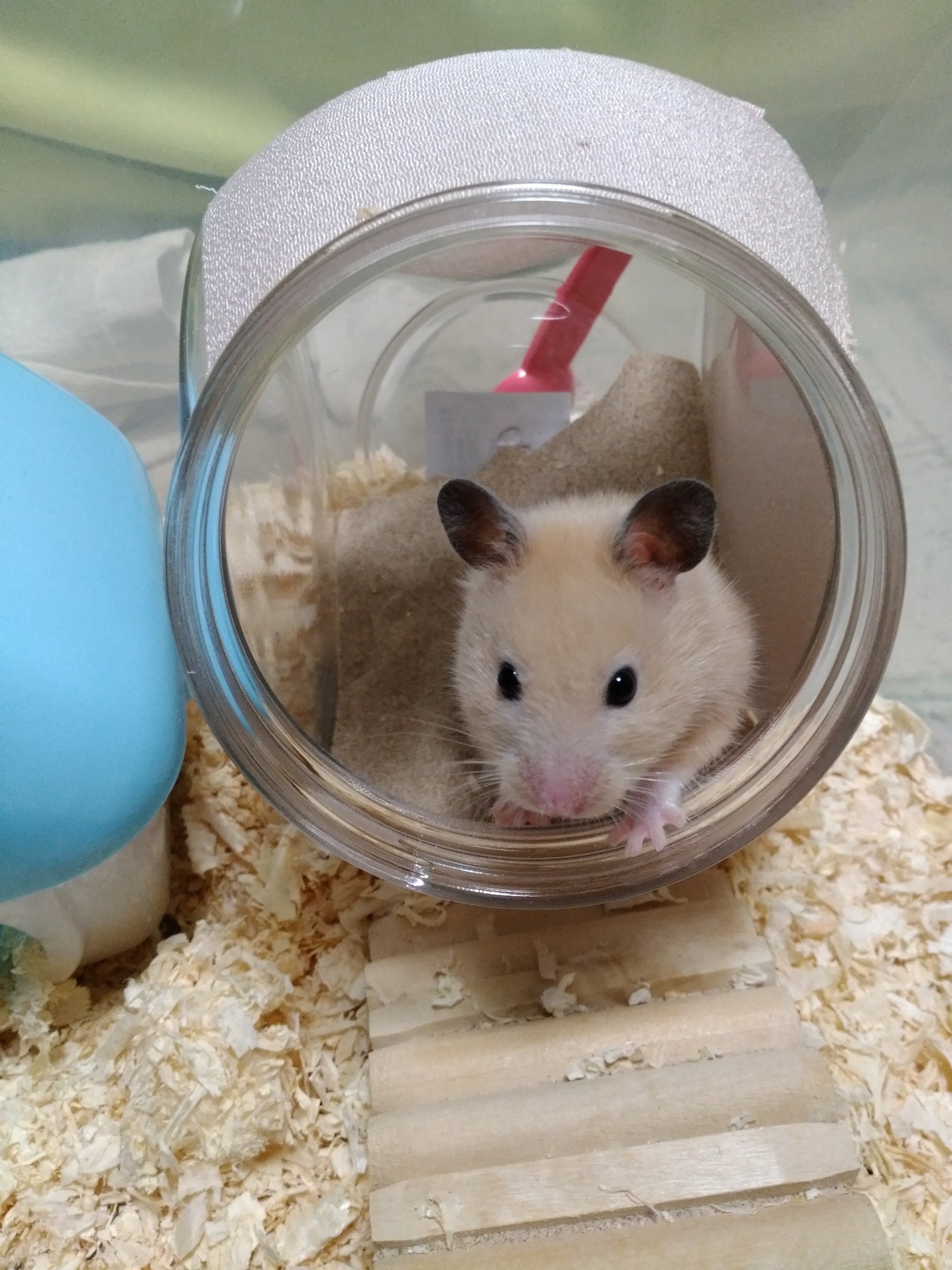 ふりっぱーWebの紹介ペットちゃん  脱走犯(笑）でも我が家の癒し～☆ 名前は、きん  自慢のペット写真募集中です  fripper.jp/... [ふりっぱーweb ペット写真【Twitter】]