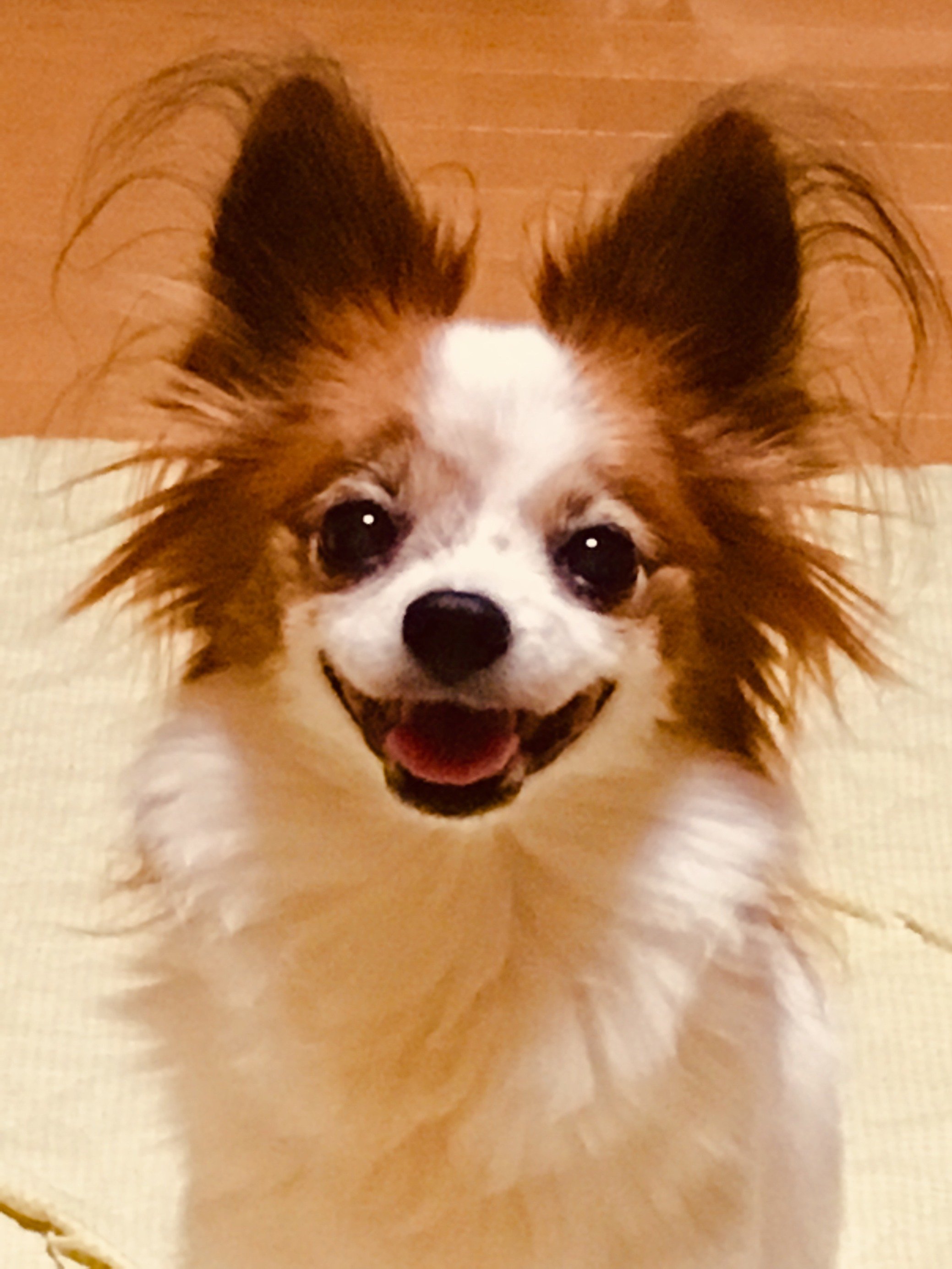 ふりっぱーWebの紹介ペットちゃん  めっちゃビッグスマイル♪ 名前は、ミルキー  自慢のペット写真募集中です  fripper.jp/fr... [ふりっぱーweb ペット写真【Twitter】]