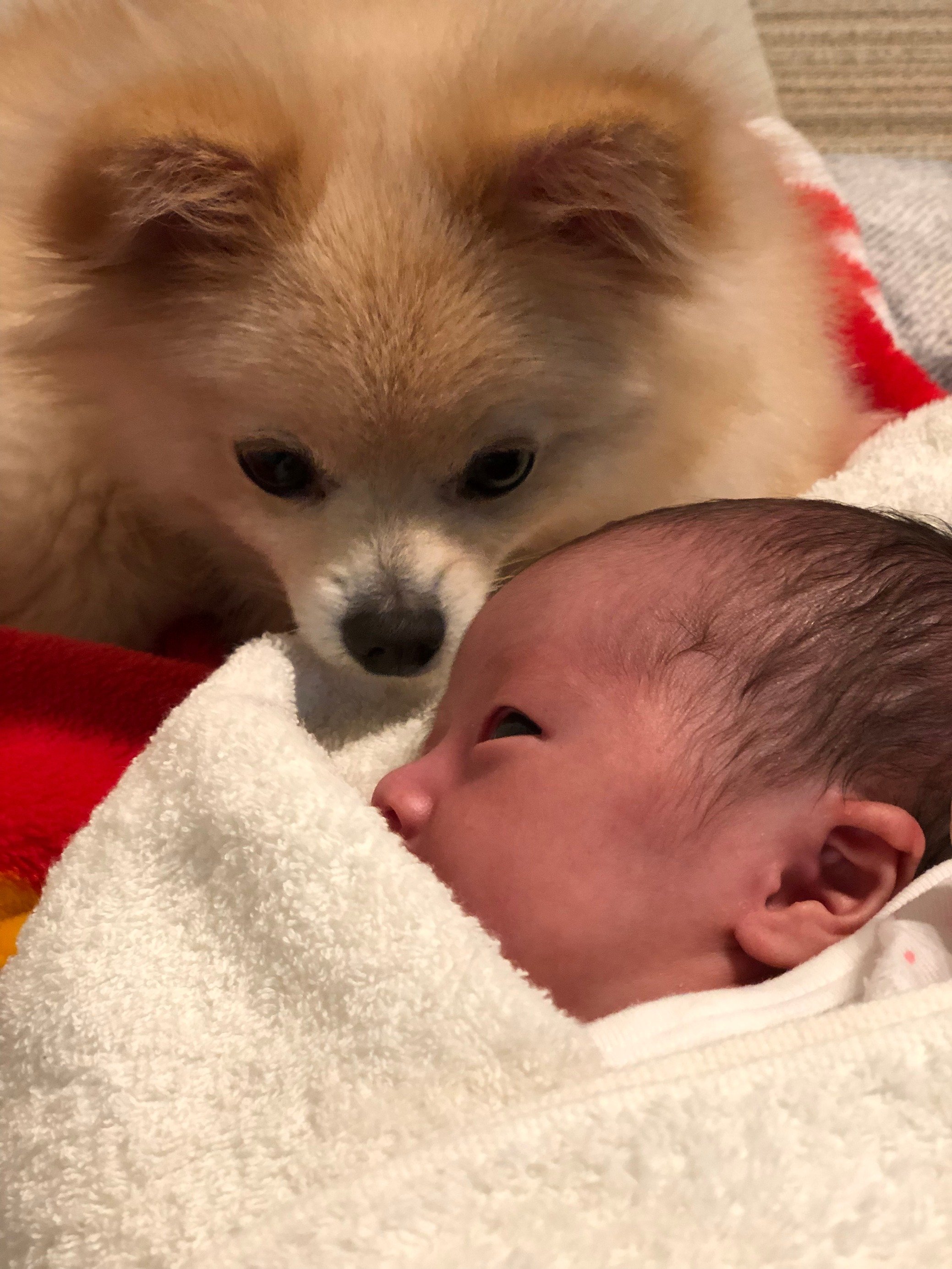 ふりっぱーWebの紹介ペットちゃん  僕ちんがおにーちゃんの空だよ。 名前は、空  自慢のペット写真募集中です  fripper.jp/fr... [ふりっぱーweb ペット写真【Twitter】]