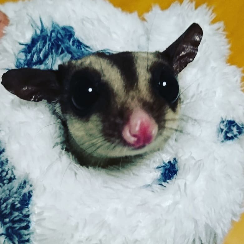ふりっぱーWebの紹介ペットちゃん  フクロモモンガのあくびちゃん 名前は、あくび  自慢のペット写真募集中です  fripper.jp/f... [ふりっぱーweb ペット写真【Twitter】]