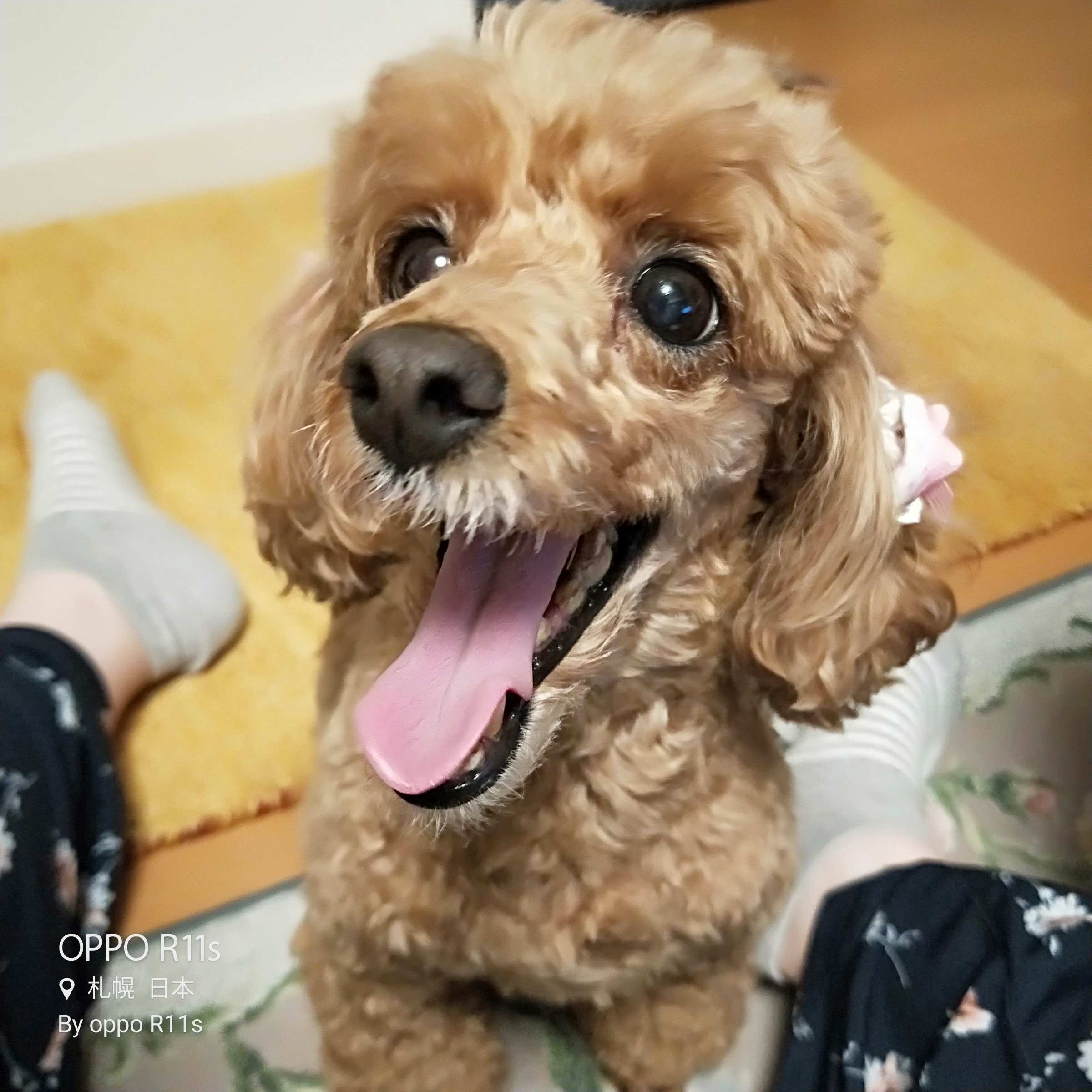 ふりっぱーWebの紹介ペットちゃん  誰よりも人懐っこくて笑顔一杯の女の子です。 名前は、マリー  自慢のペット写真募集中です  fripp... [ふりっぱーweb ペット写真【Twitter】]