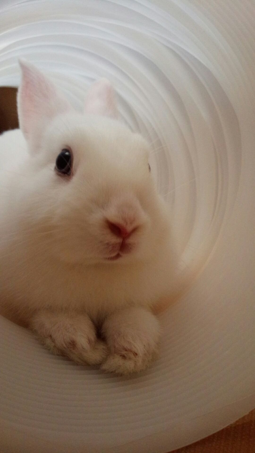 ふりっぱーWebの紹介ペットちゃん  やべ、ばれちゃった… ななせ  自慢のペット写真募集中です  fripper.jp/fripper/c... [ふりっぱーweb ペット写真【Twitter】]