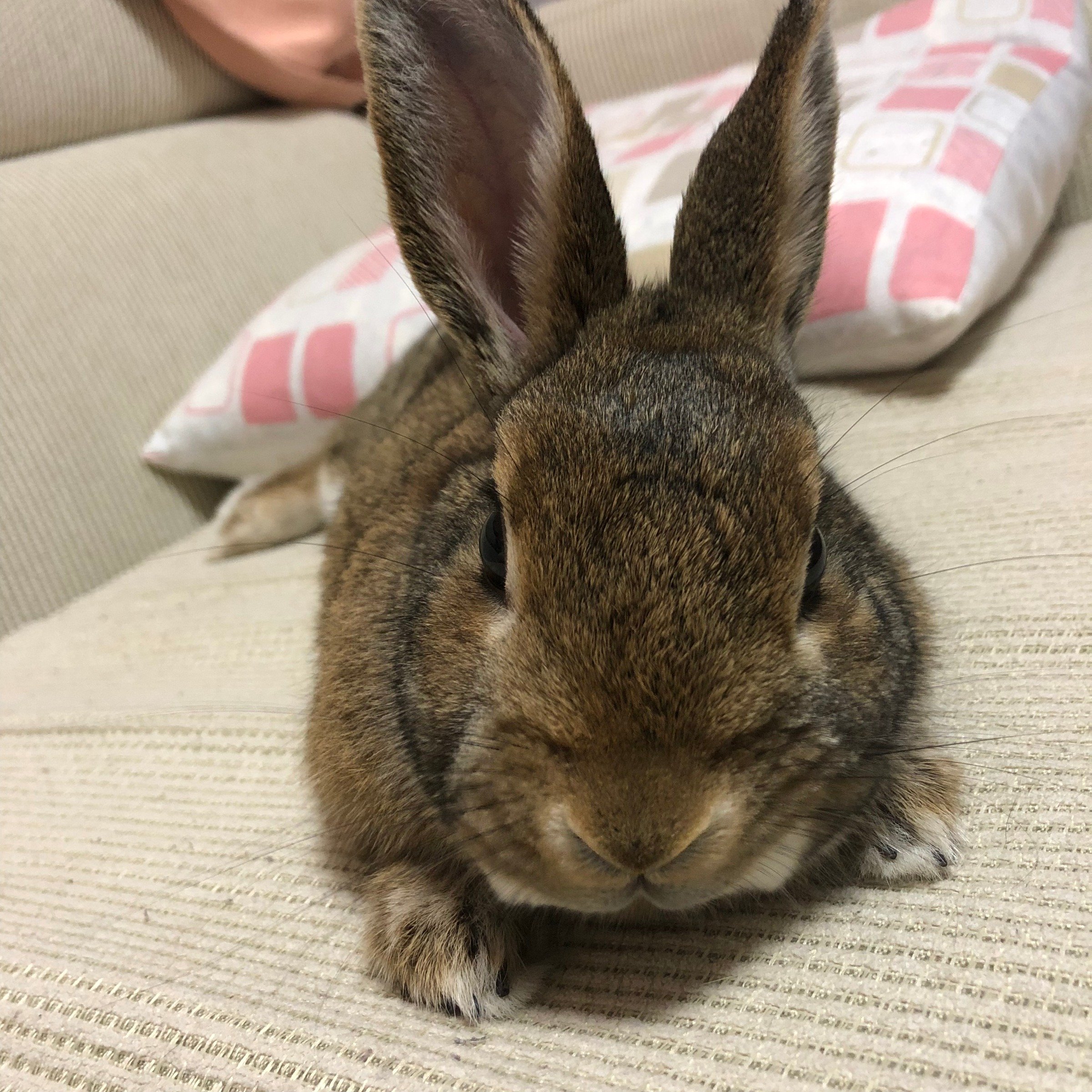 ふりっぱーWebの紹介ペットちゃん  世界一かわいい私の癒しです♡ 名前は、ココ  自慢のペット写真募集中です  fripper.jp/fr... [ふりっぱーweb ペット写真【Twitter】]