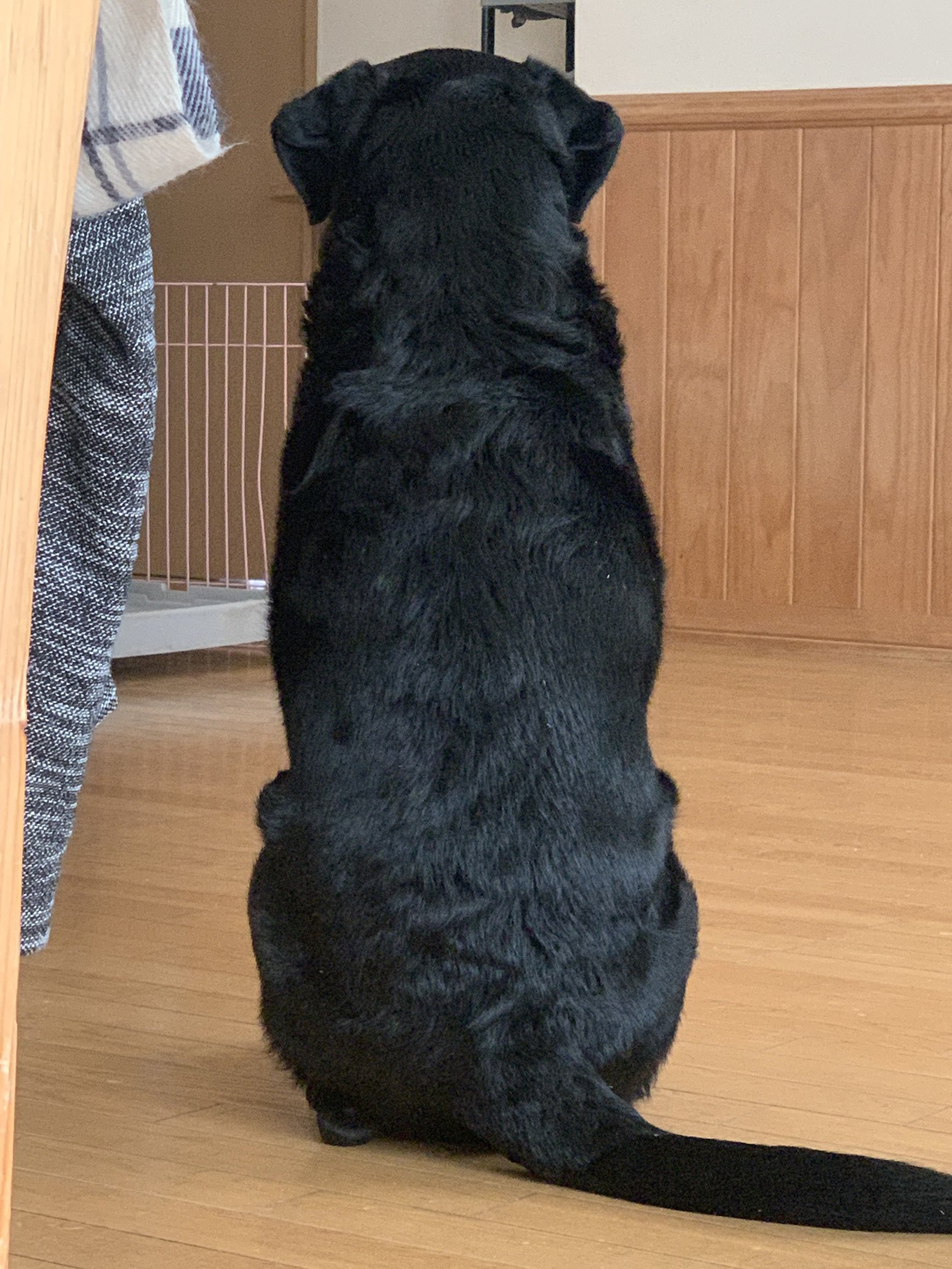 ふりっぱーWebの紹介ペットちゃん  お尻向けてごめんなさい！パパが帰ってきたかもしれないんだ（玄関の方を向いてます^^;） だい  自慢の... [ふりっぱーweb ペット写真【Twitter】]