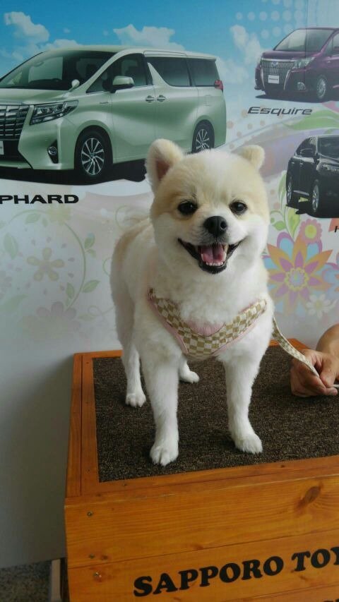 ふりっぱーWebの紹介ペットちゃん  苫小牧代表です！ りん  自慢のペット写真募集中です  fripper.jp/fripper/cont... [ふりっぱーweb ペット写真【Twitter】]