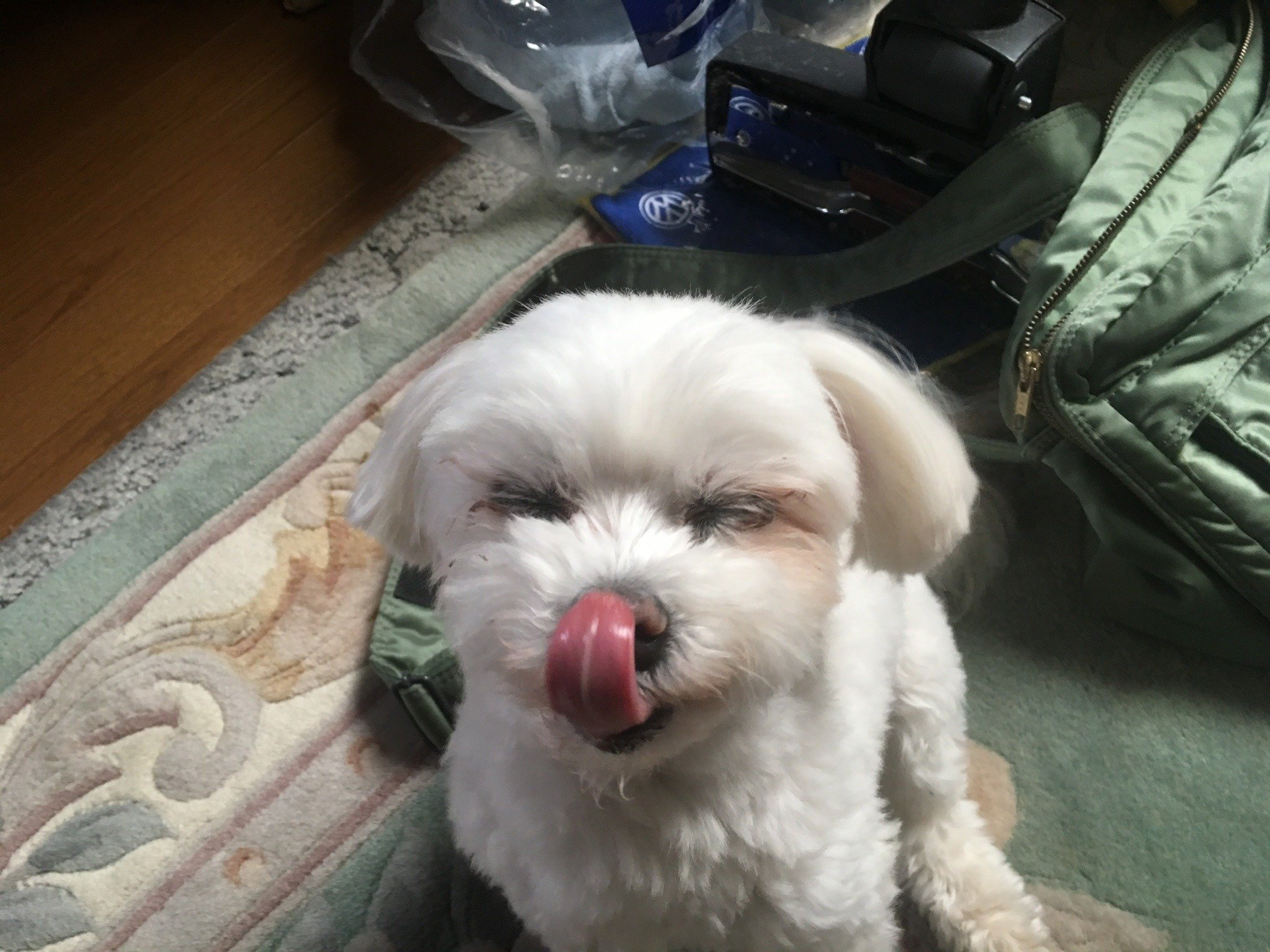 ふりっぱーWebの紹介ペットちゃん  大事な家族です。 ココ  自慢のペット写真募集中です  fripper.jp/fripper/cont... [ふりっぱーweb ペット写真【Twitter】]