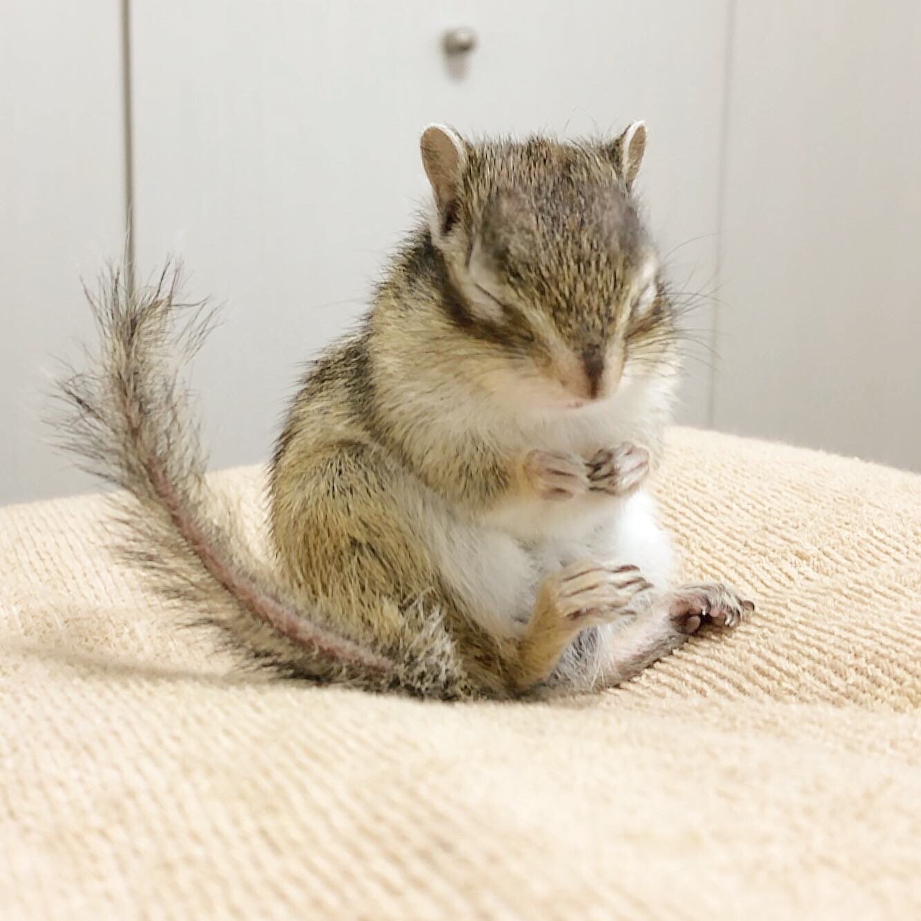 ふりっぱーWebの紹介ペットちゃん  シマリスの麦、おっちゃんこ大好き。おすわりす～( *´艸｀) 麦  自慢のペット写真募集中です  fr... [ふりっぱーweb ペット写真【Twitter】]