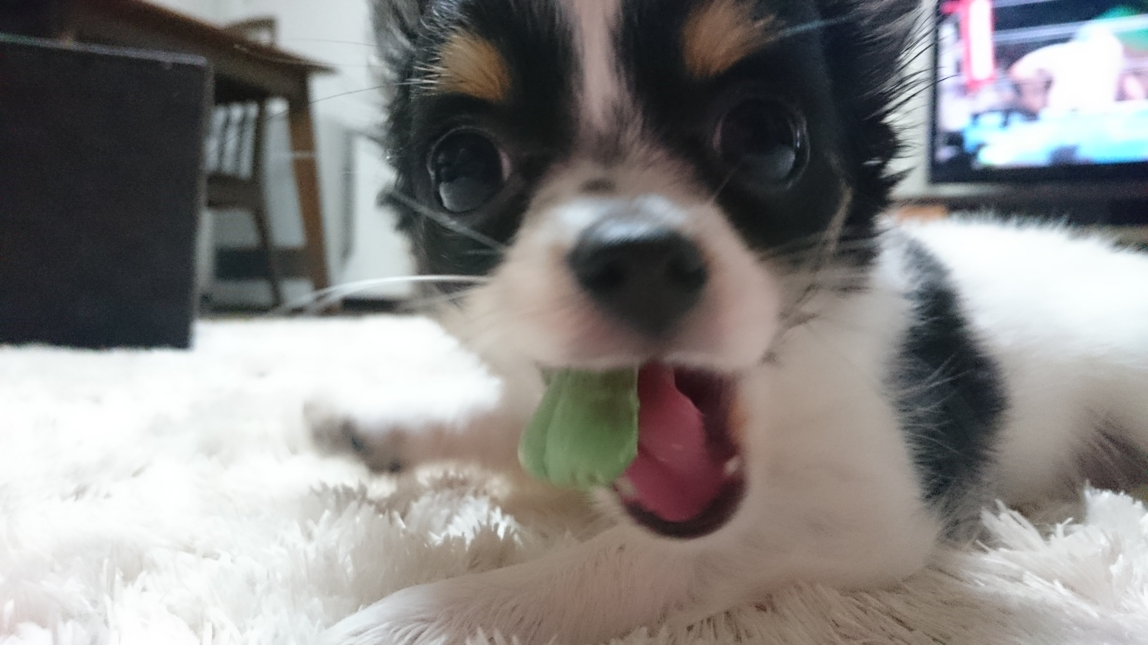 ふりっぱーWebの紹介ペットちゃん  おやつ大好きｯ(*^▽^*)♪ うに  自慢のペット写真募集中です  fripper.jp/fripp... [ふりっぱーweb ペット写真【Twitter】]
