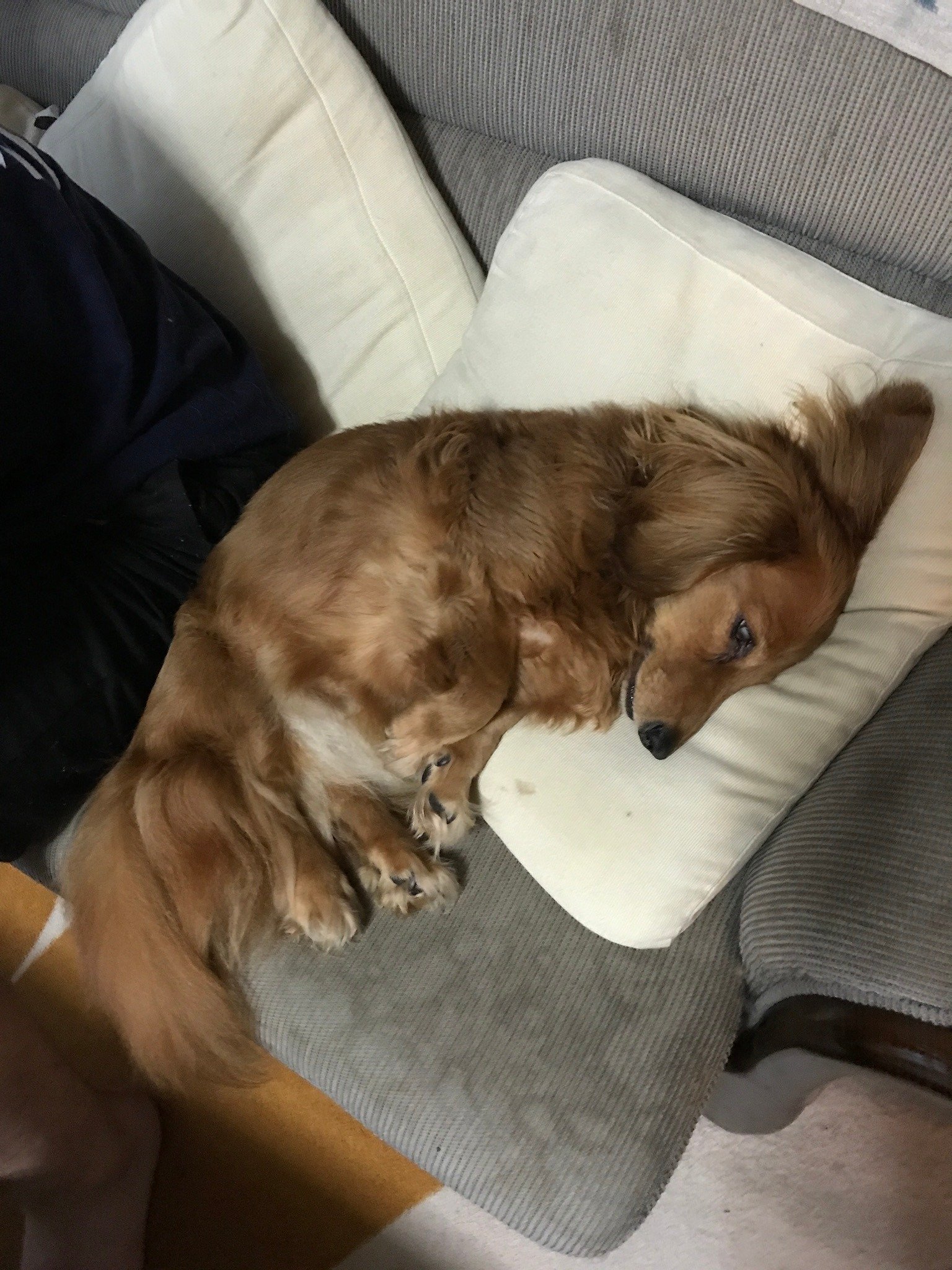 ふりっぱーWebの紹介ペットちゃん  年が明けたら14歳になります ココア  自慢のペット写真募集中です  fripper.jp/fripp... [ふりっぱーweb ペット写真【Twitter】]
