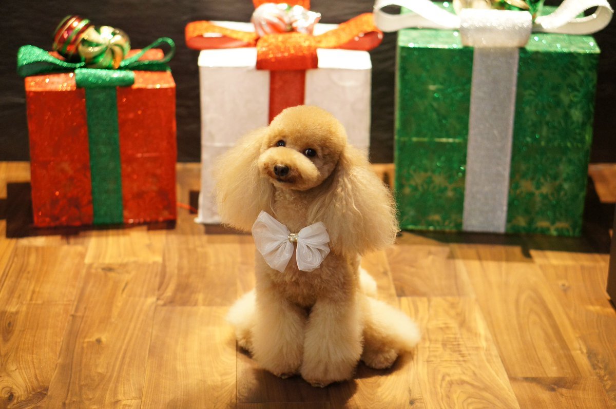 🐾ふりっぱーWebの紹介ペットちゃん🐾メリークリスマス！名前は、リボン🐱自慢のペット写真募集中です🐶https://t.co/sou... [ふりっぱーweb ペット写真【Twitter】]