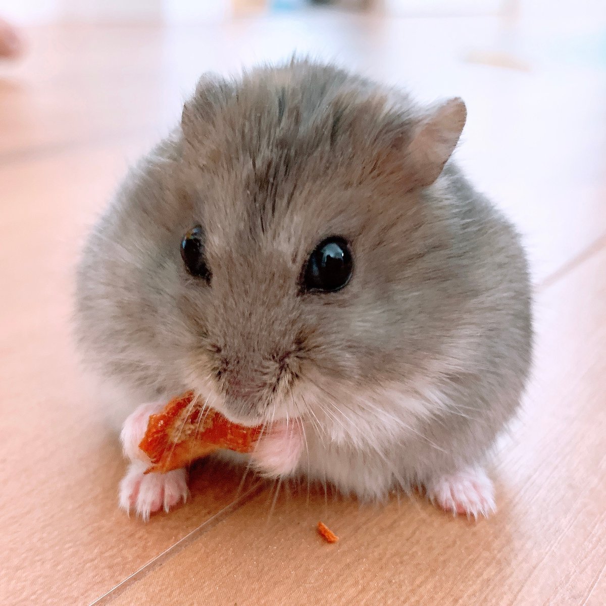 🐾ふりっぱーWebの紹介ペットちゃん🐾おやつだ～いすき♪ パリポリ♪名前は、はむたん🐱自慢のペット写真募集中です🐶https://t... [ふりっぱーweb ペット写真【Twitter】]