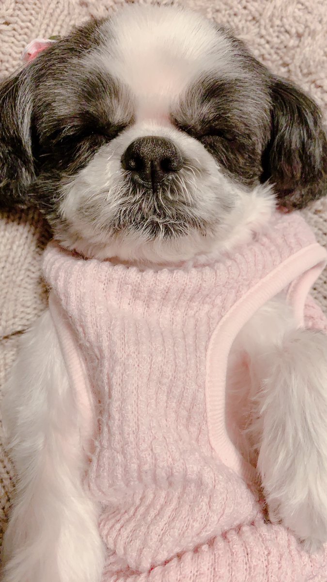 🐾ふりっぱーWebの紹介ペットちゃん🐾ちょっとお疲れモード お母さんの腕の中でぐっすりZzz名前は、愛美子🐱自慢のペット写真募集中..... [ふりっぱーweb ペット写真【Twitter】]