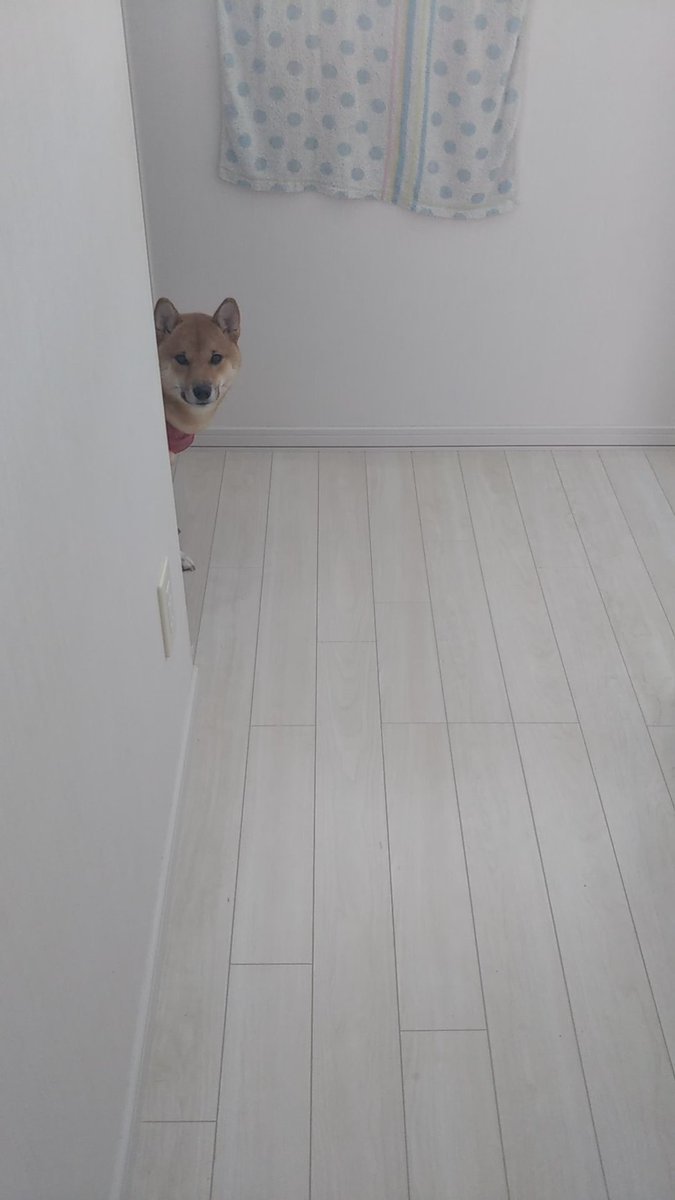🐾ふりっぱーWebの紹介ペットちゃん🐾階段を登ったら、、、居ました（笑）名前は、ネネ🐱自慢のペット写真募集中です🐶https://t... [ふりっぱーweb ペット写真【Twitter】]