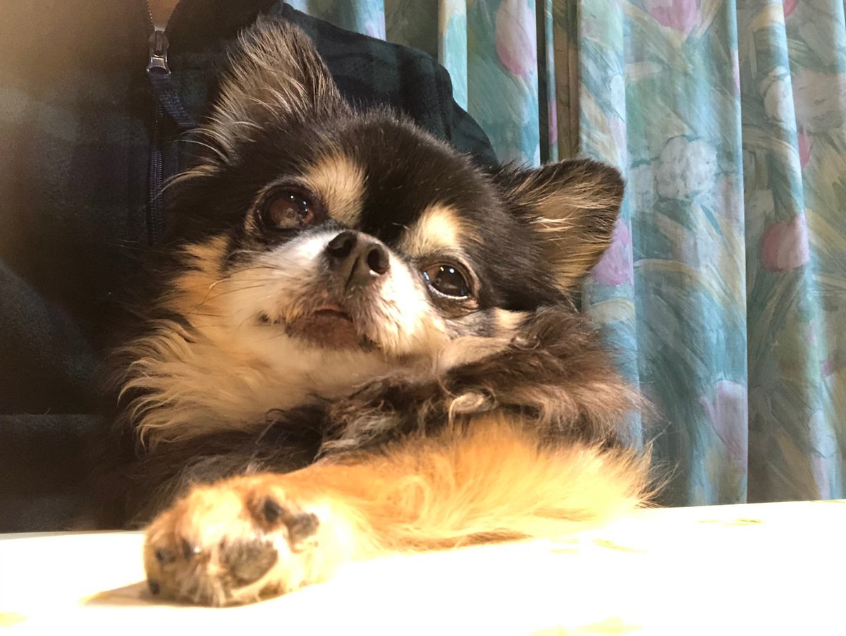 🐾ふりっぱーWebの紹介ペットちゃん🐾ぐうたれな子ですがそこが良く癒されてます。名前は、えんじぇる🐱自慢のペット写真募集中です... [ふりっぱーweb ペット写真【Twitter】]