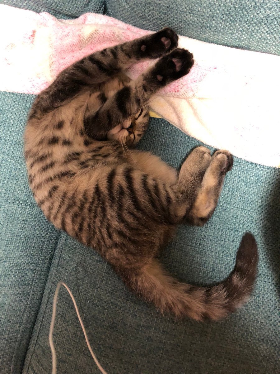 🐾ふりっぱーWebの紹介ペットちゃん🐾最近飼い始めました。初めての猫っ。んちゃ盛りな4ヶ月なんて寝相でしょうかね？笑笑。名前は、... [ふりっぱーweb ペット写真【Twitter】]