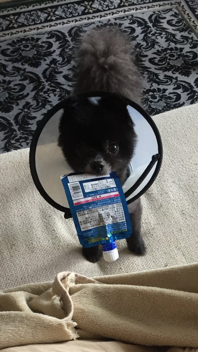 🐾ふりっぱーWebの紹介ペットちゃん🐾毎日イタズラ。食べ終わったアイスを見つけるなり咥えて部屋に持って行く途中のこと。名前は、... [ふりっぱーweb ペット写真【Twitter】]
