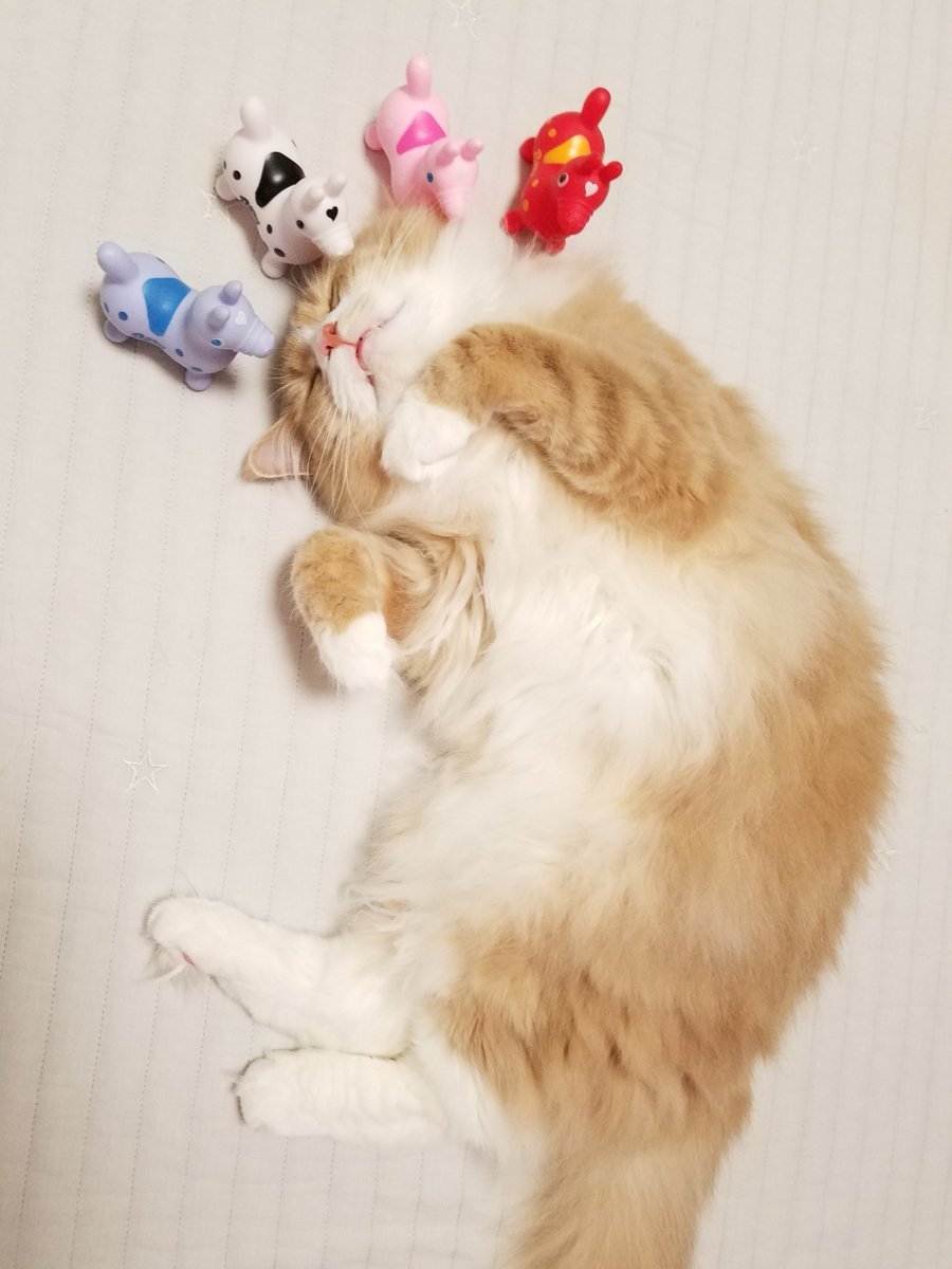 🐾ふりっぱーWebの紹介ペットちゃん🐾甘えん坊なもふもふ息子☆名前は、むっくり🐱自慢のペット写真募集中です🐶https://t.co... [ふりっぱーweb ペット写真【Twitter】]