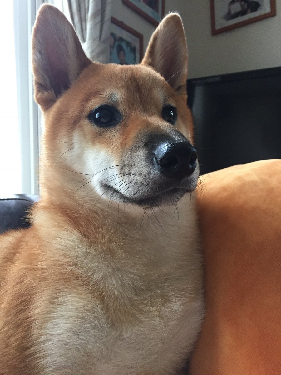 🐾ふりっぱーWebの紹介ペットちゃん🐾とっても甘えん坊の柴犬。もうすぐ1歳です。名前は、さきち🐱自慢のペット写真募集中です🐶htt.... [ふりっぱーweb ペット写真【Twitter】]