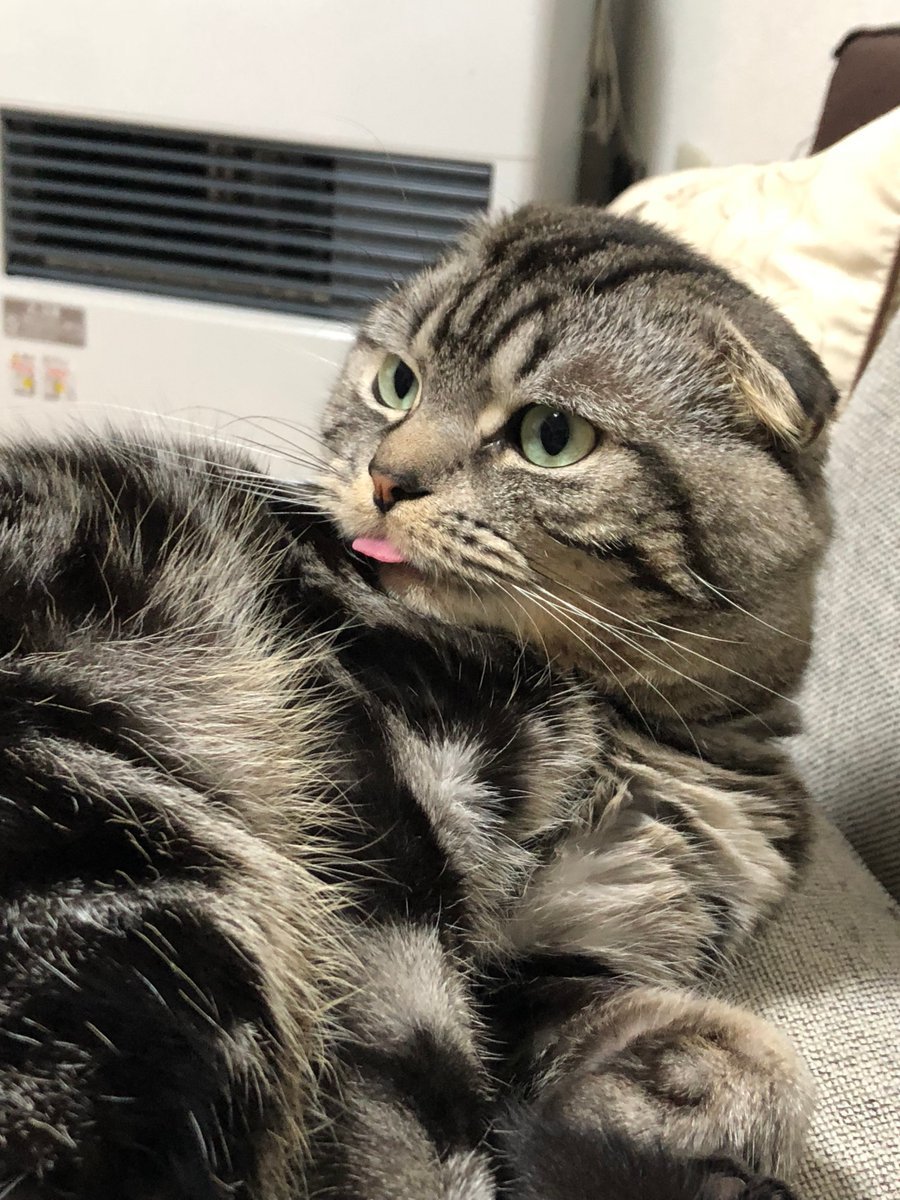 🐾ふりっぱーWebの紹介ペットちゃん🐾舌出てる事に気付いてる…？名前は、こむぎ🐱自慢のペット写真募集中です🐶https://t.co... [ふりっぱーweb ペット写真【Twitter】]