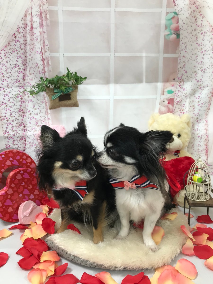 🐾ふりっぱーWebの紹介ペットちゃん🐾もう、天使かな！可愛いくて仕方ない うちの姫君たちですw名前は、千世那由多🐱自慢のペ... [ふりっぱーweb ペット写真【Twitter】]