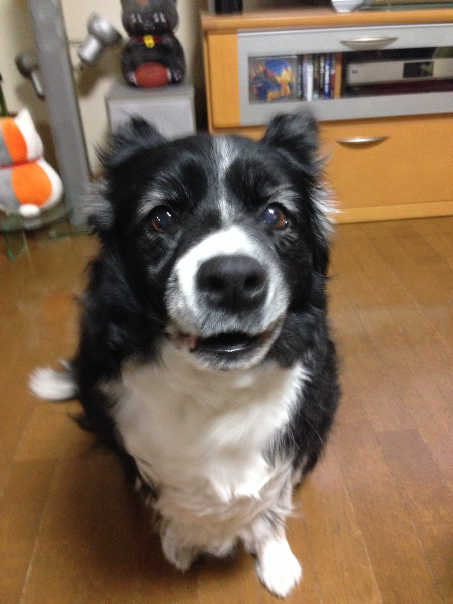 🐾ふりっぱーWebの紹介ペットちゃん🐾とっても、お利口な良い子です大好きだよ名前は、シェリー🐱自慢のペット写真募集中です🐶http.... [ふりっぱーweb ペット写真【Twitter】]