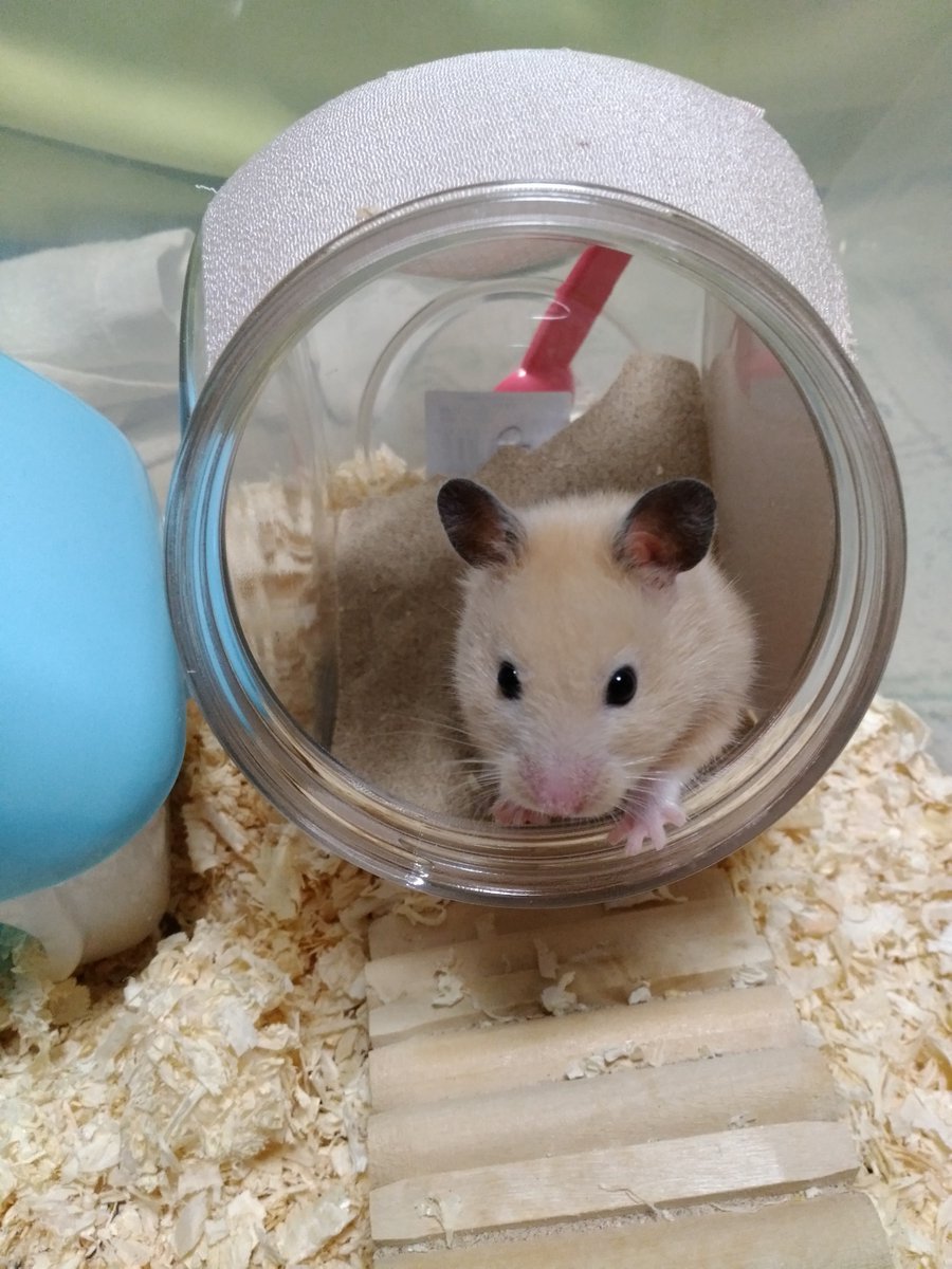 🐾ふりっぱーWebの紹介ペットちゃん🐾脱走犯(笑）でも我が家の癒し～☆名前は、きん🐱自慢のペット写真募集中です🐶https://t.... [ふりっぱーweb ペット写真【Twitter】]
