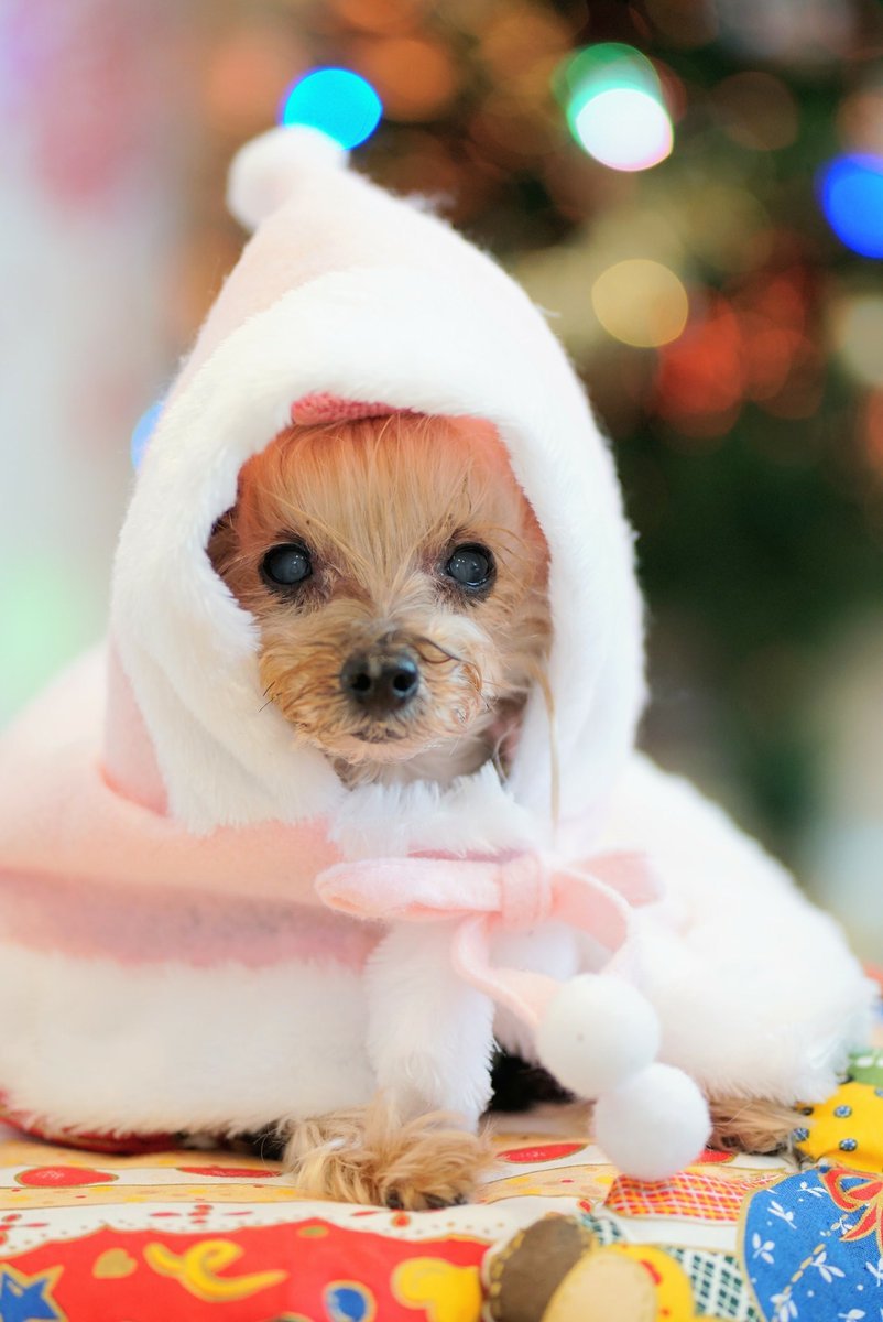 🐾ふりっぱーWebの紹介ペットちゃん🐾可愛いピンクサンタ名前は、coco🐱自慢のペット写真募集中です🐶https://t.co/so... [ふりっぱーweb ペット写真【Twitter】]